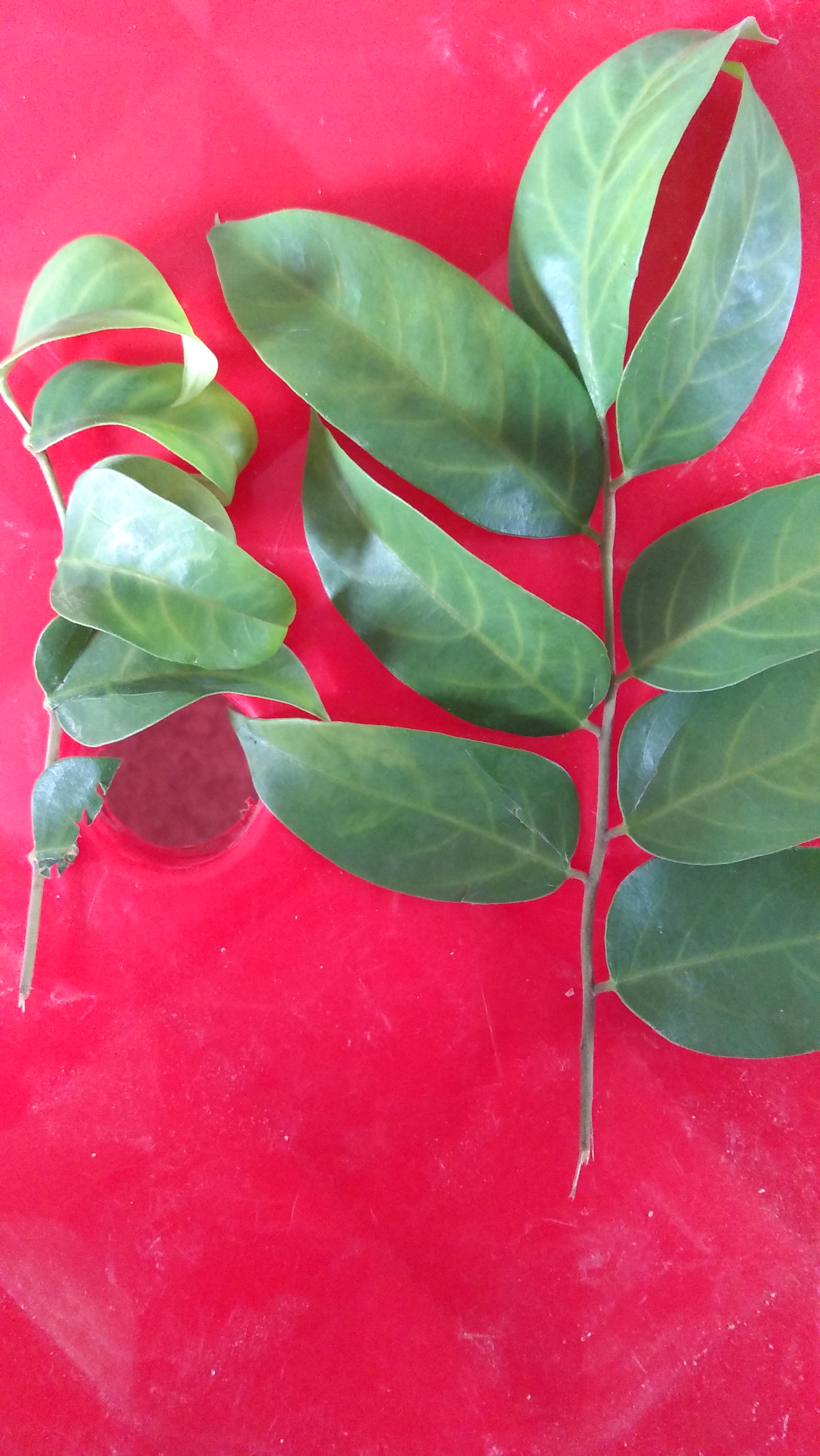 杨桃叶子叶脉发黄,新叶卷怎么回事