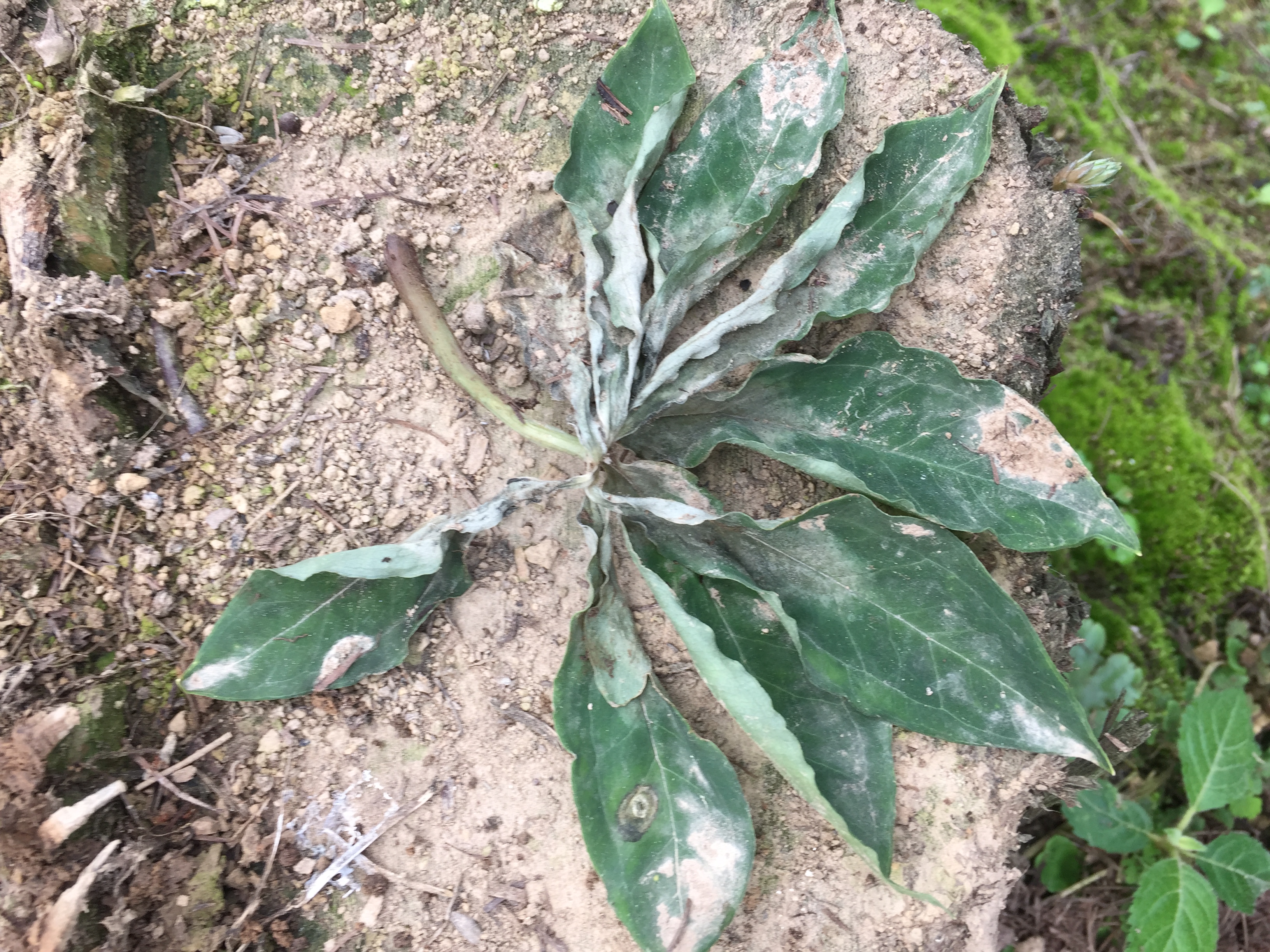 这是什么 重楼病害?