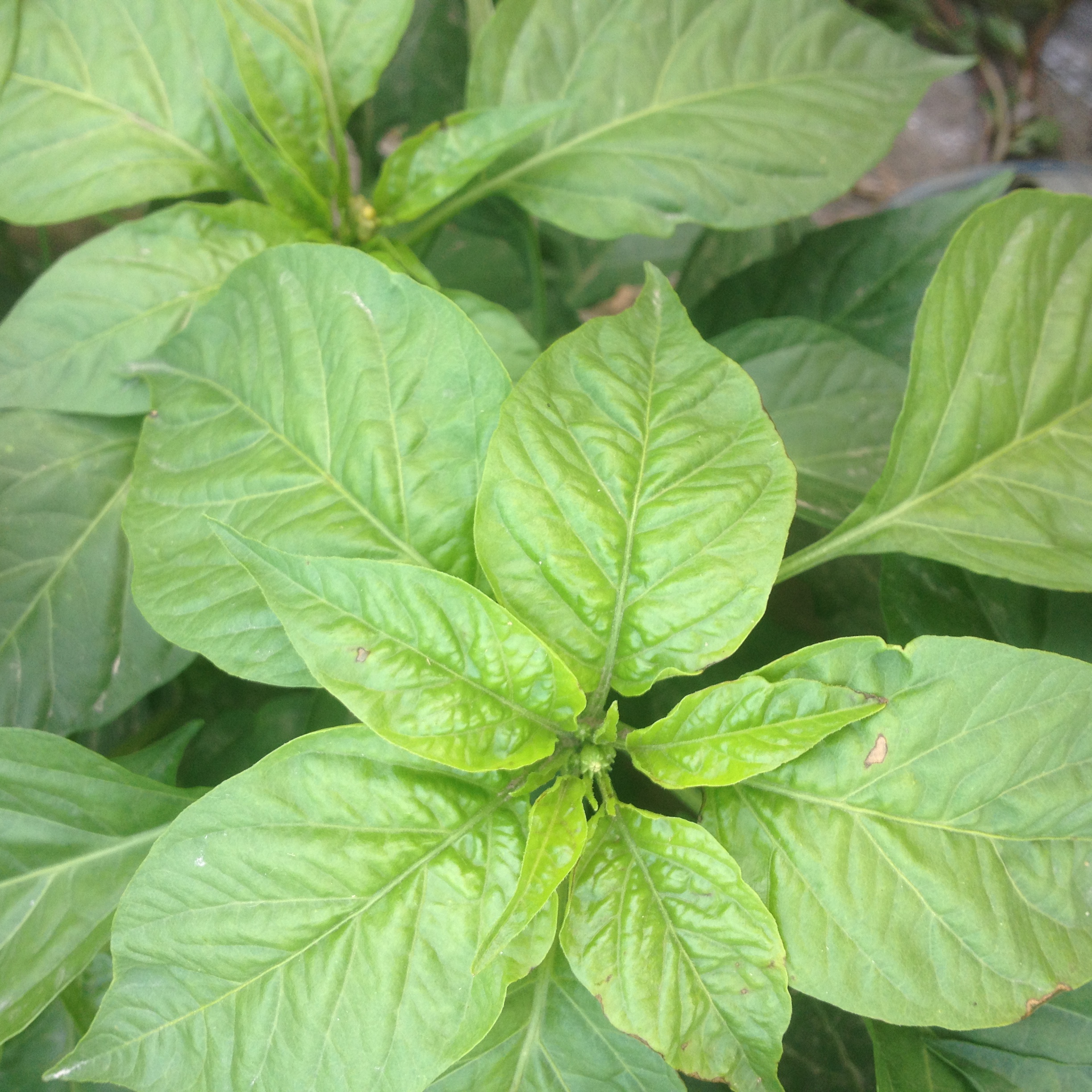 求辣椒黄萎病的图片,谢谢_植保技术_191农资人 - 农技社区服务平台