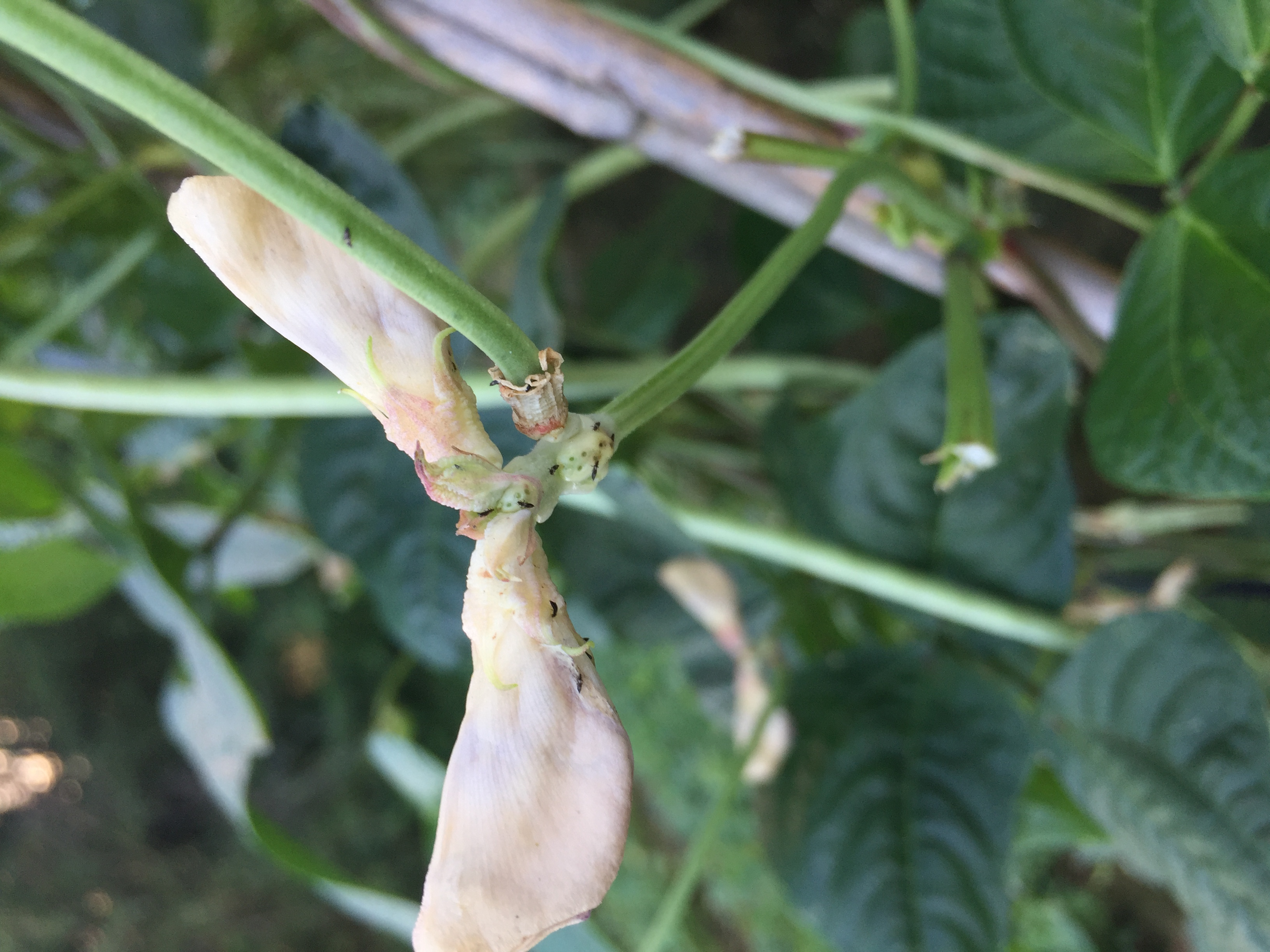 广东惠州豆角蓟马