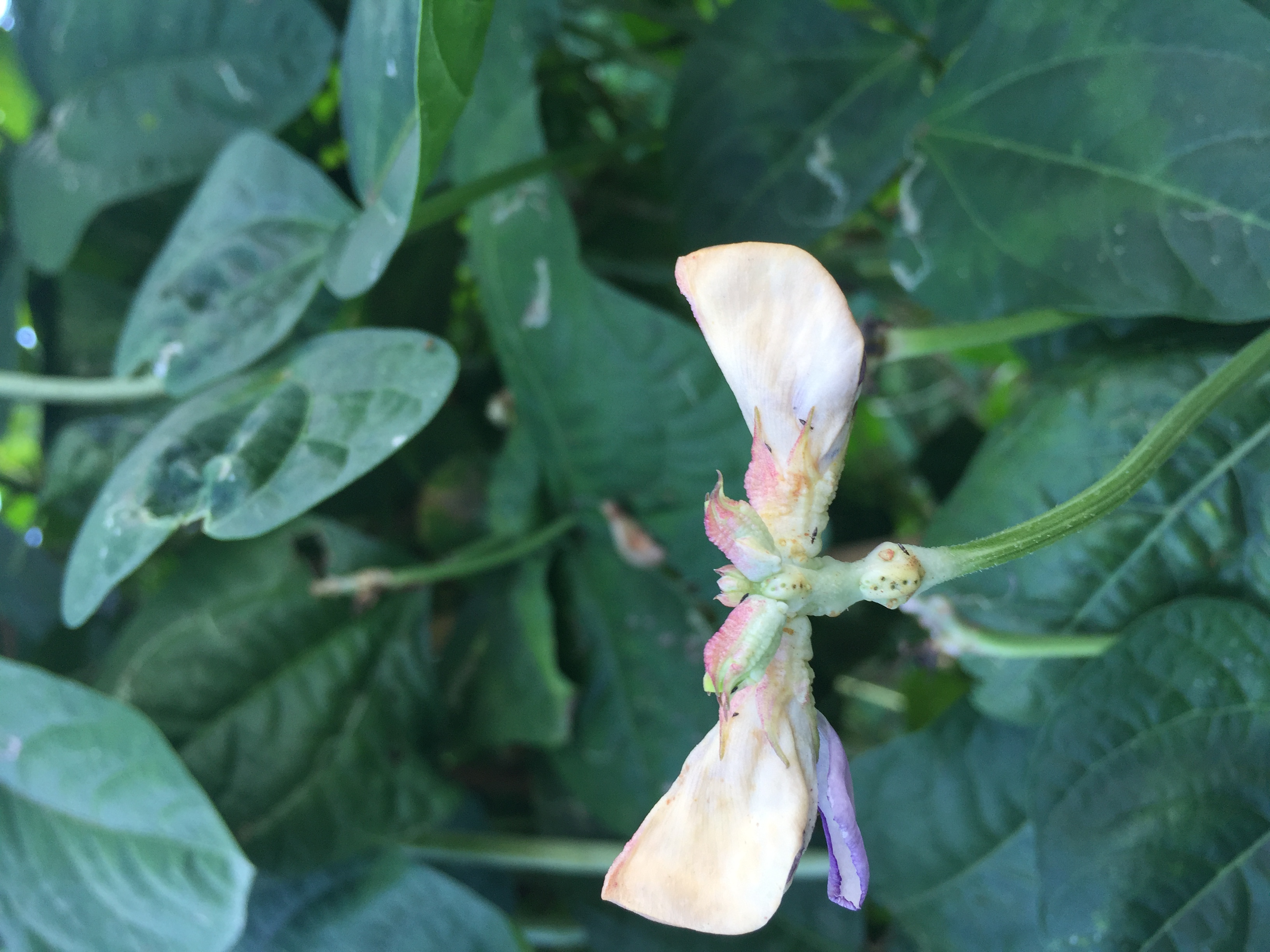 广东惠州豆角蓟马