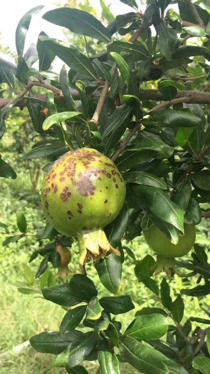 石榴果板黑斑是咋回事