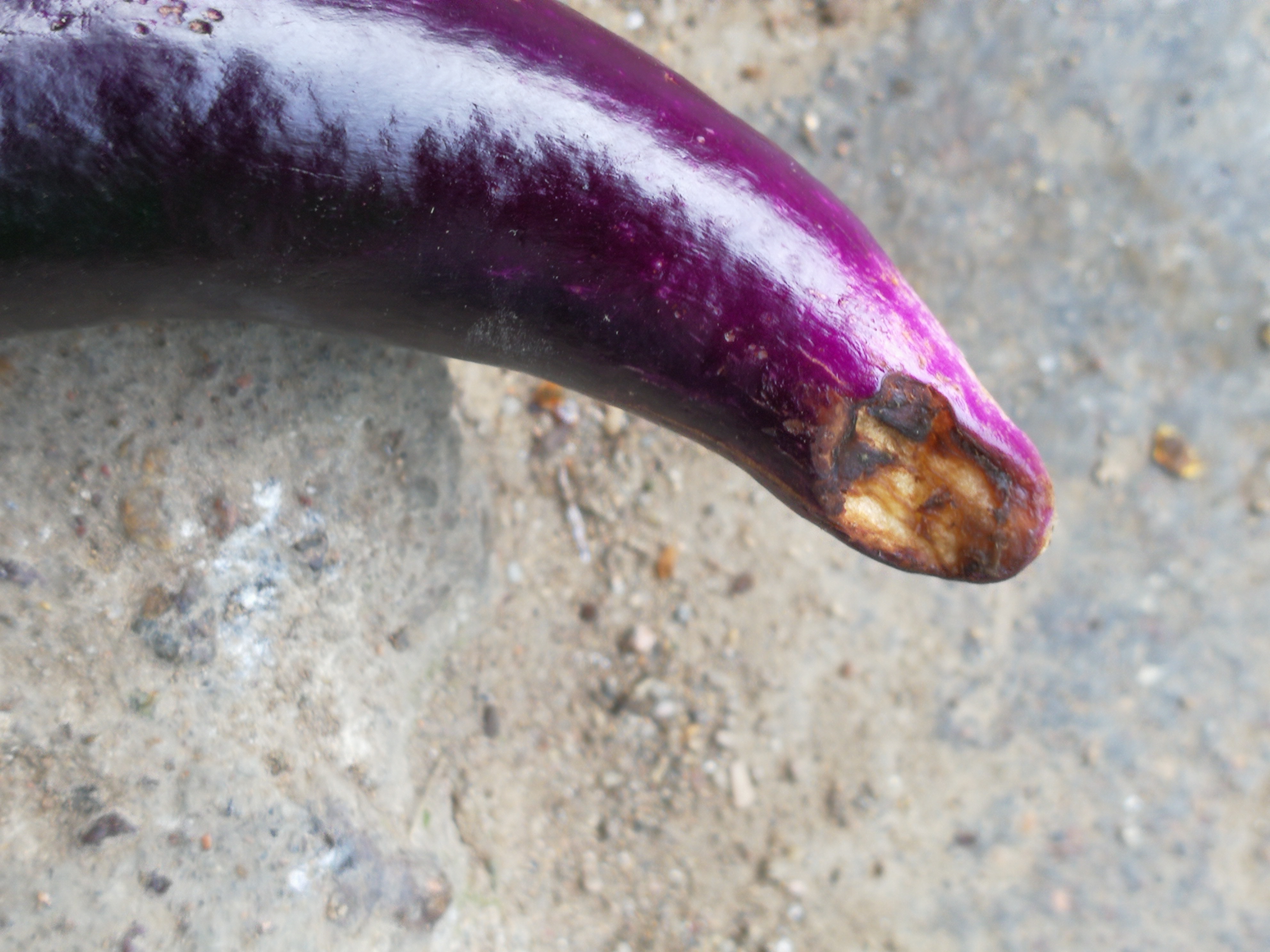 茄子是虫子还病害用什药