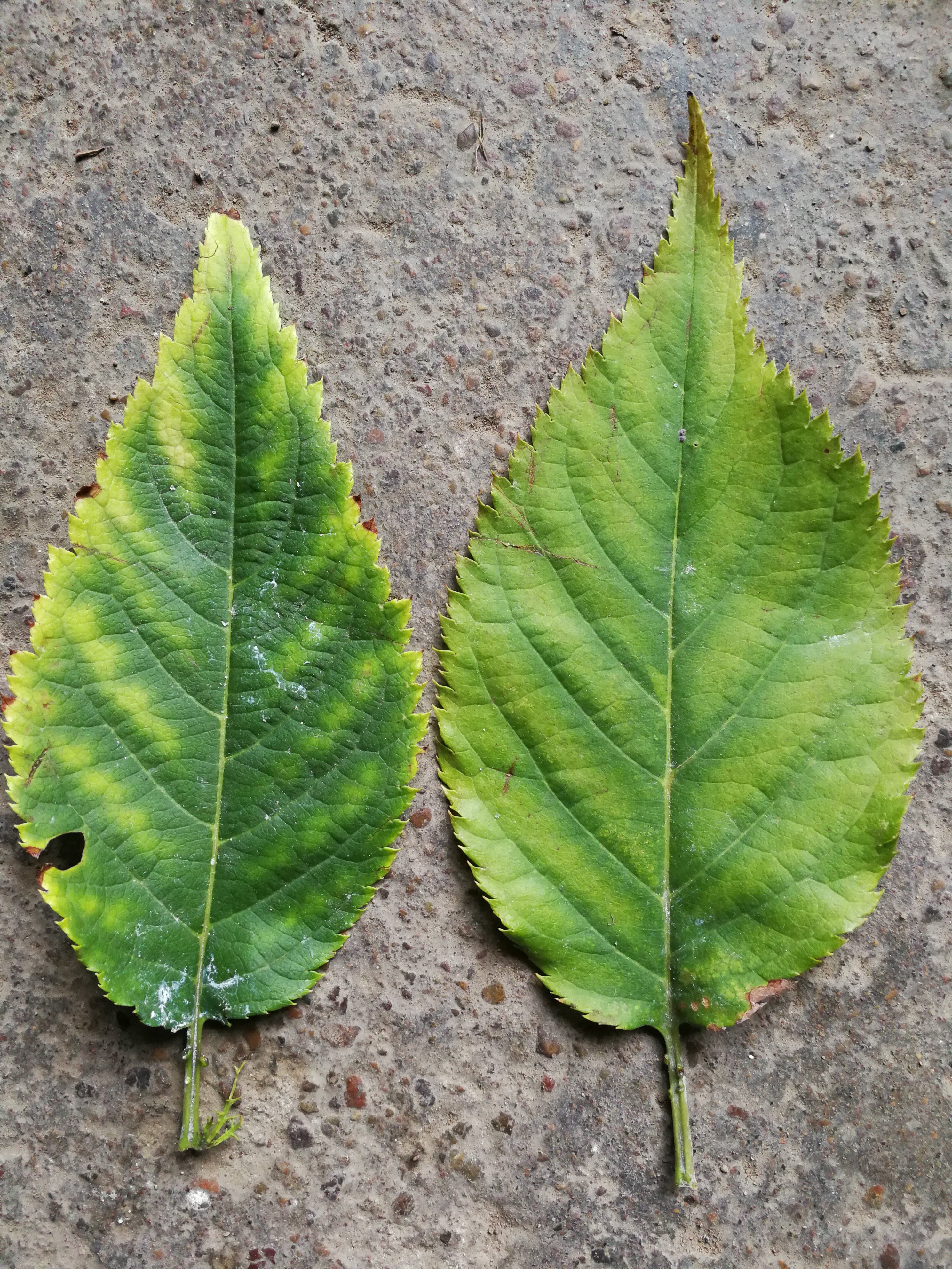 樱树怎么这么多病