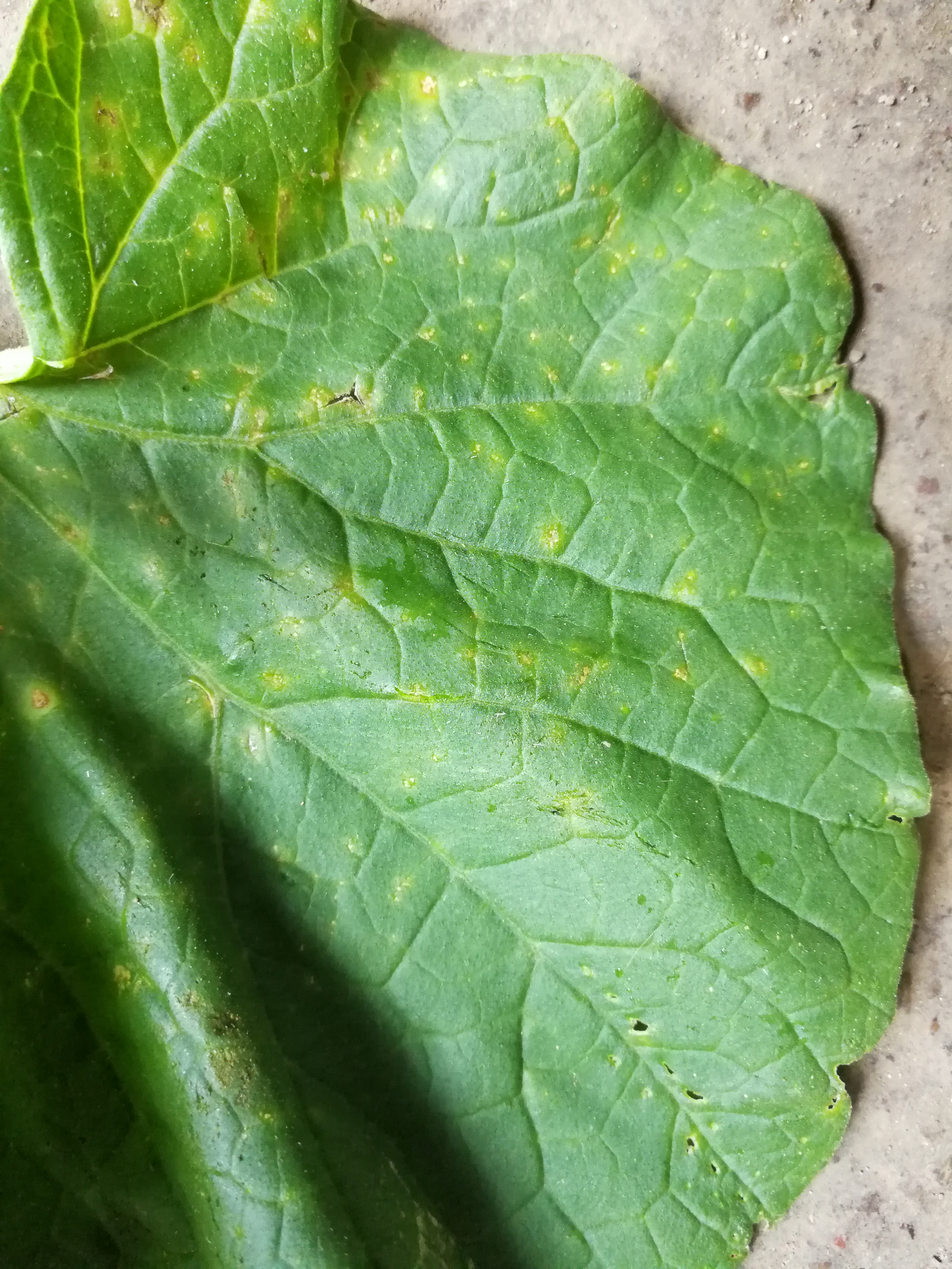 甜瓜角斑病吗?用什么好药?