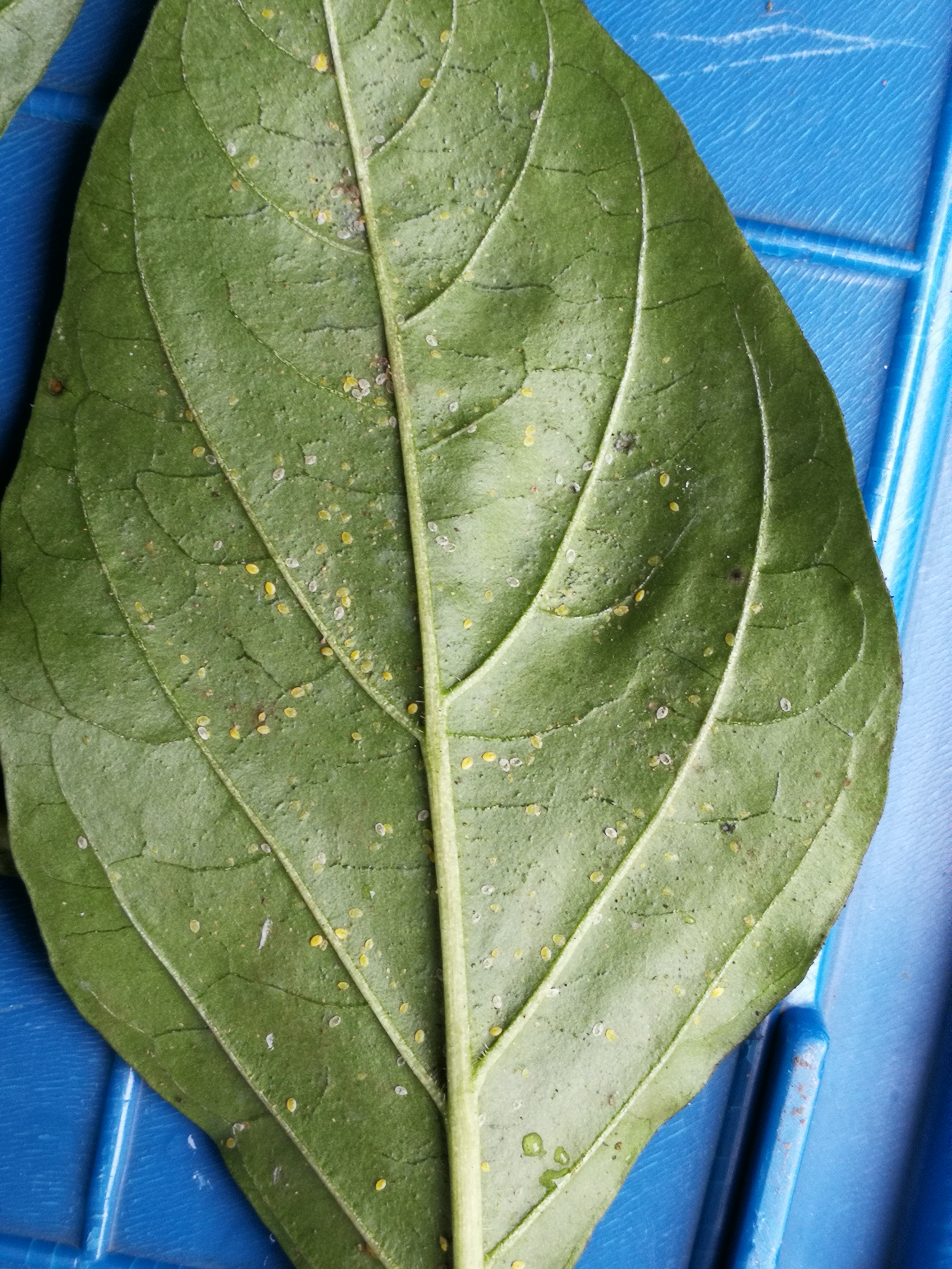 这是什么虫卵?有什么办法?辣椒