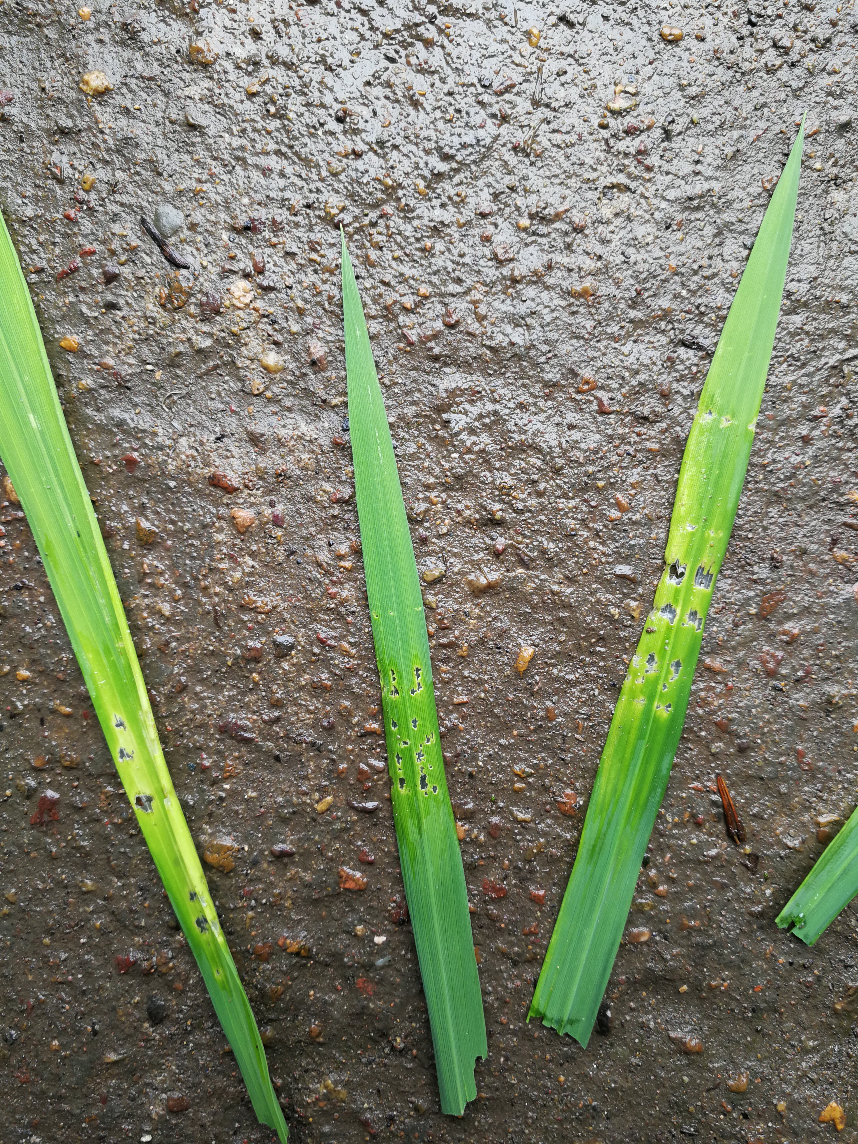 这是什么虫吃的罪症啊水稻