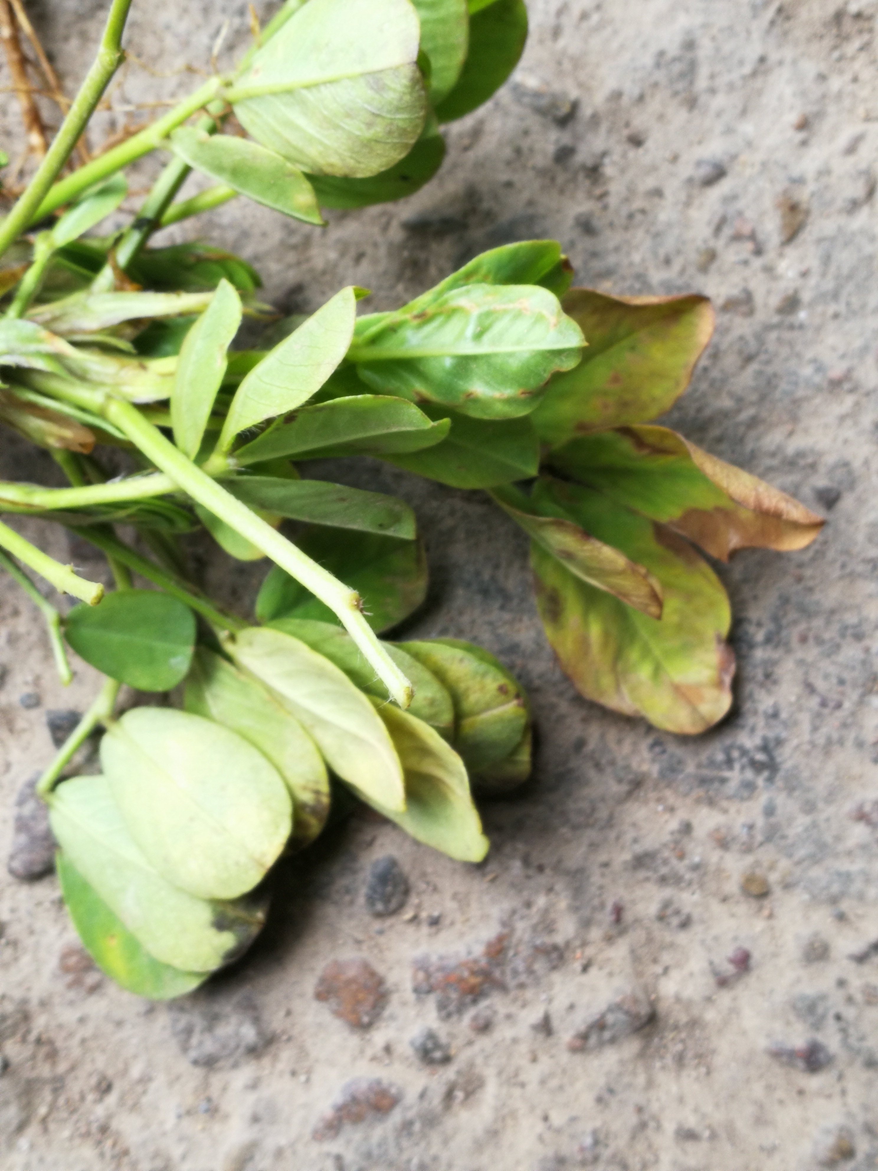 花生是不是枯萎病怎么办