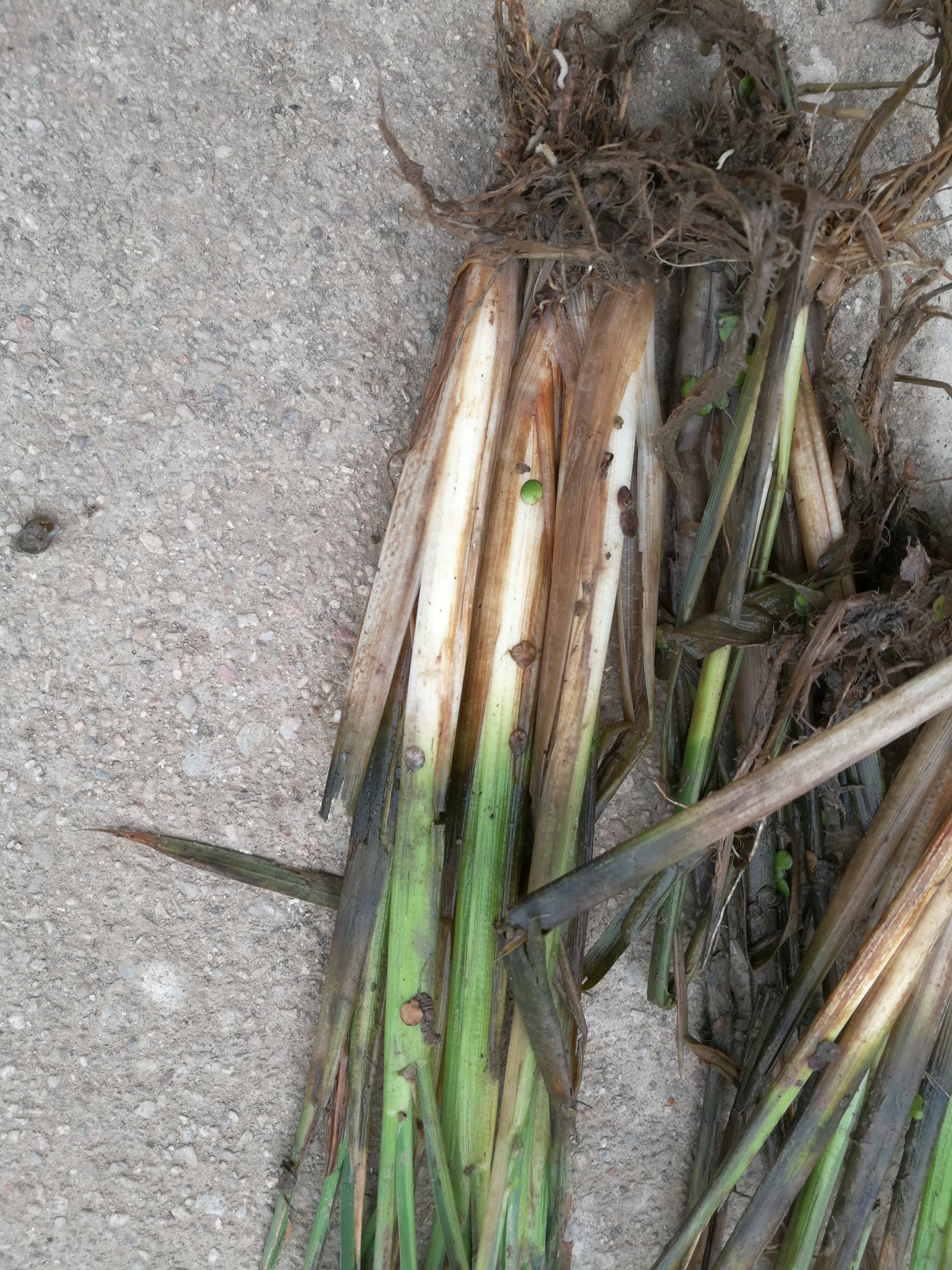 水稻田根蛆怎么防治急求