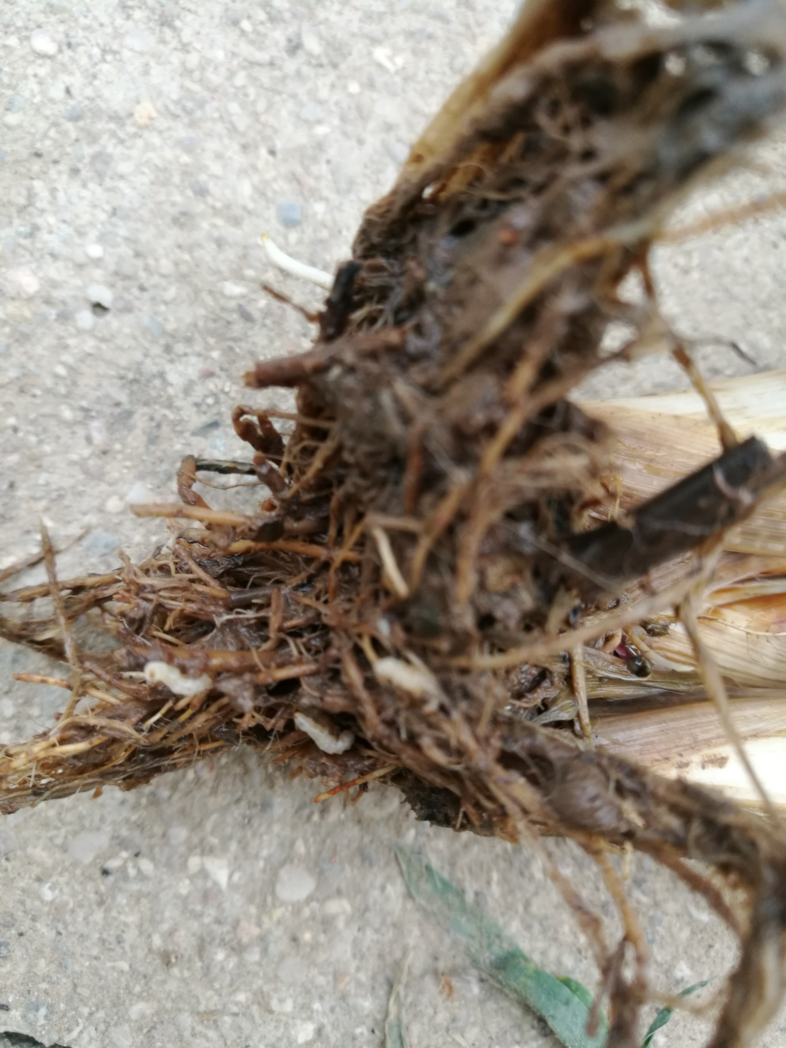 水稻田根蛆怎么防治急求