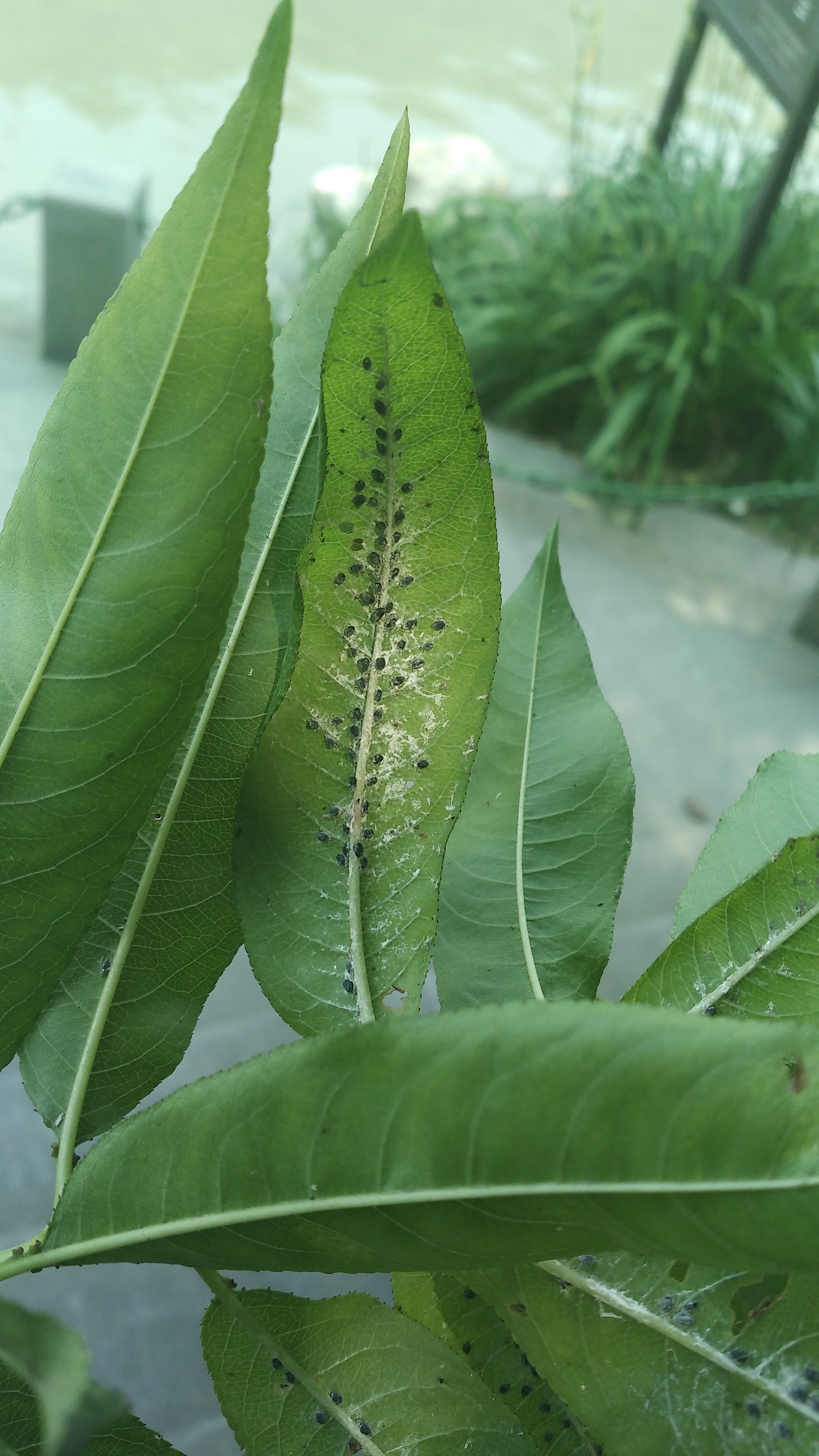 桃树上是蚜虫么?