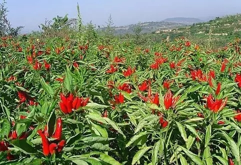 辣椒坐上中国最大蔬菜产业宝座!
