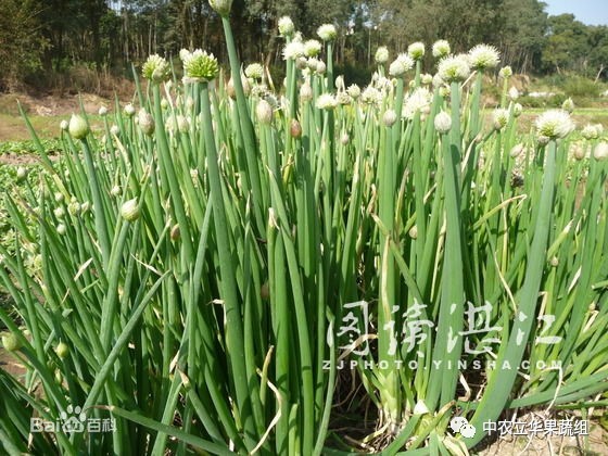 木葱也在用中农蘸根三宝