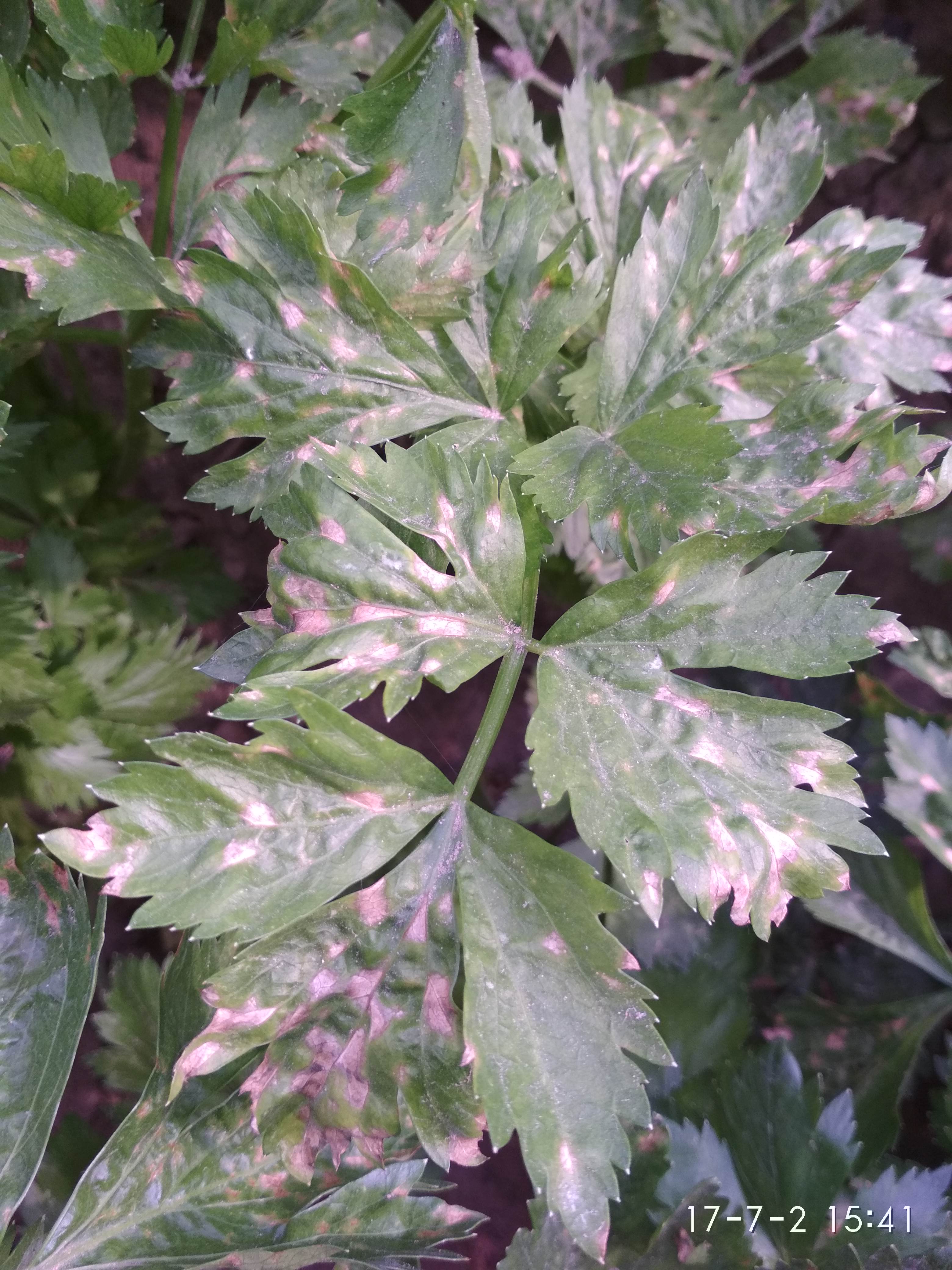 芹菜是什么病应该是常见的