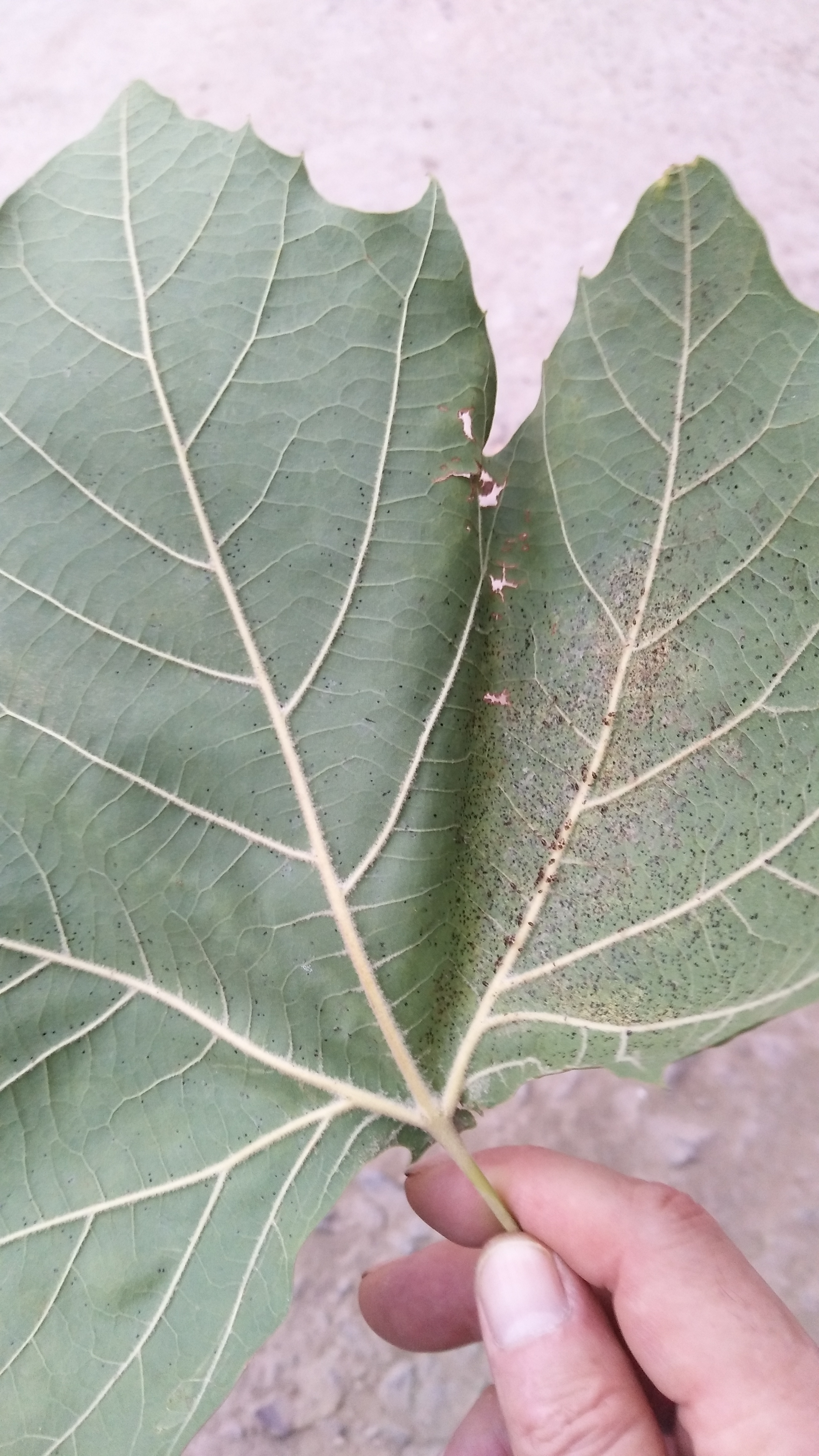 悬铃木方翅网蝽_病虫草图_191农资人 - 农技社区服务平台