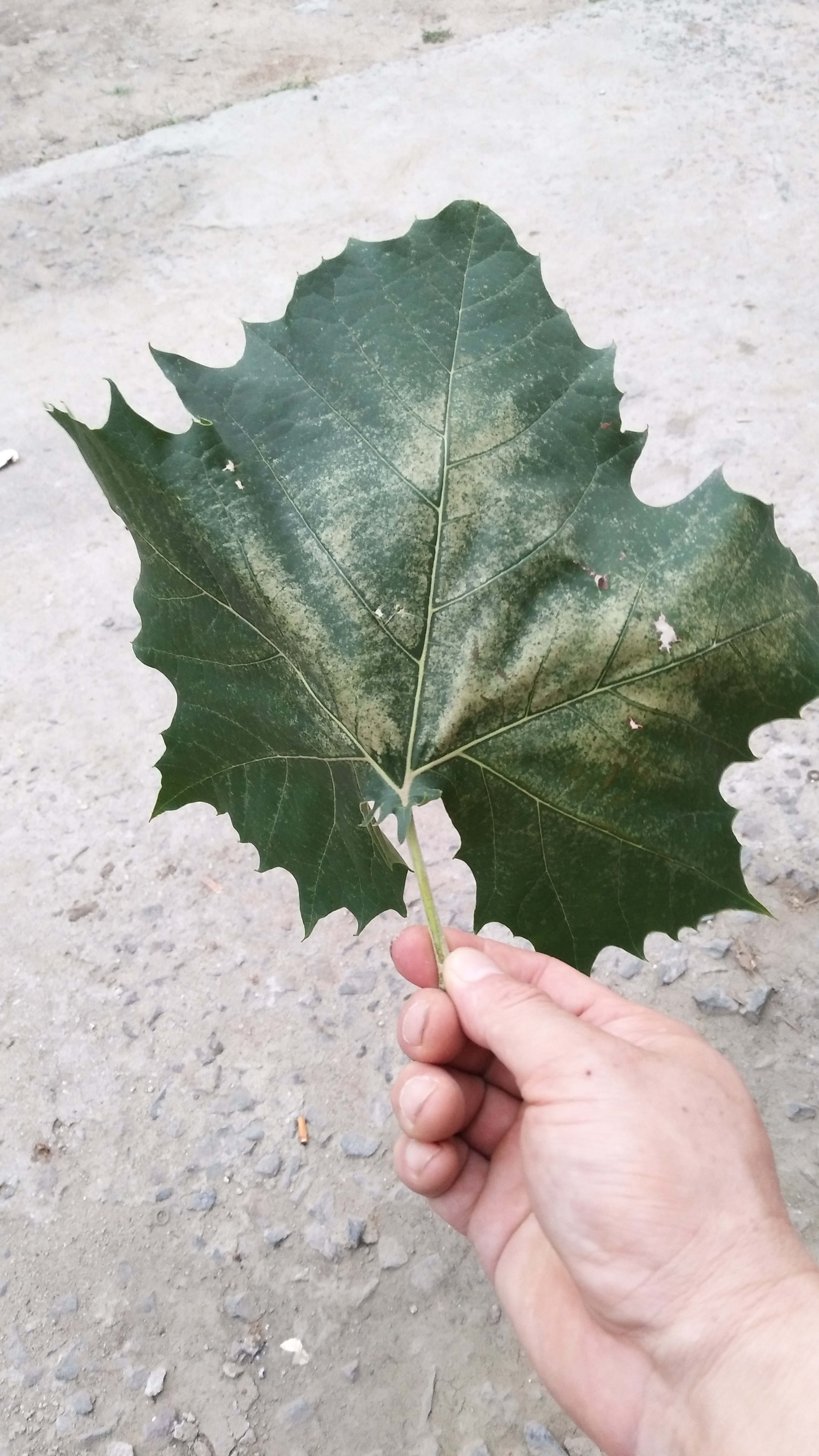 悬铃木方翅网蝽