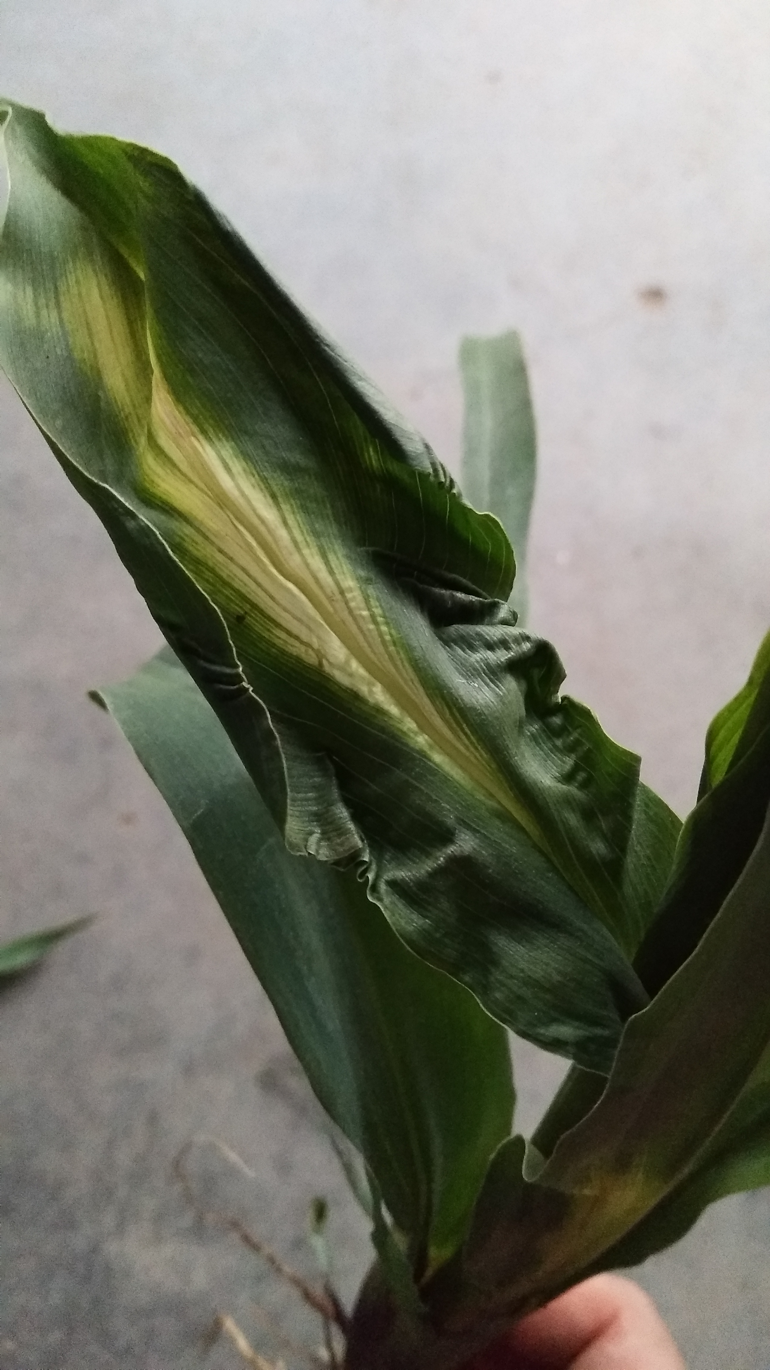 玉米烟嘧磺隆药害