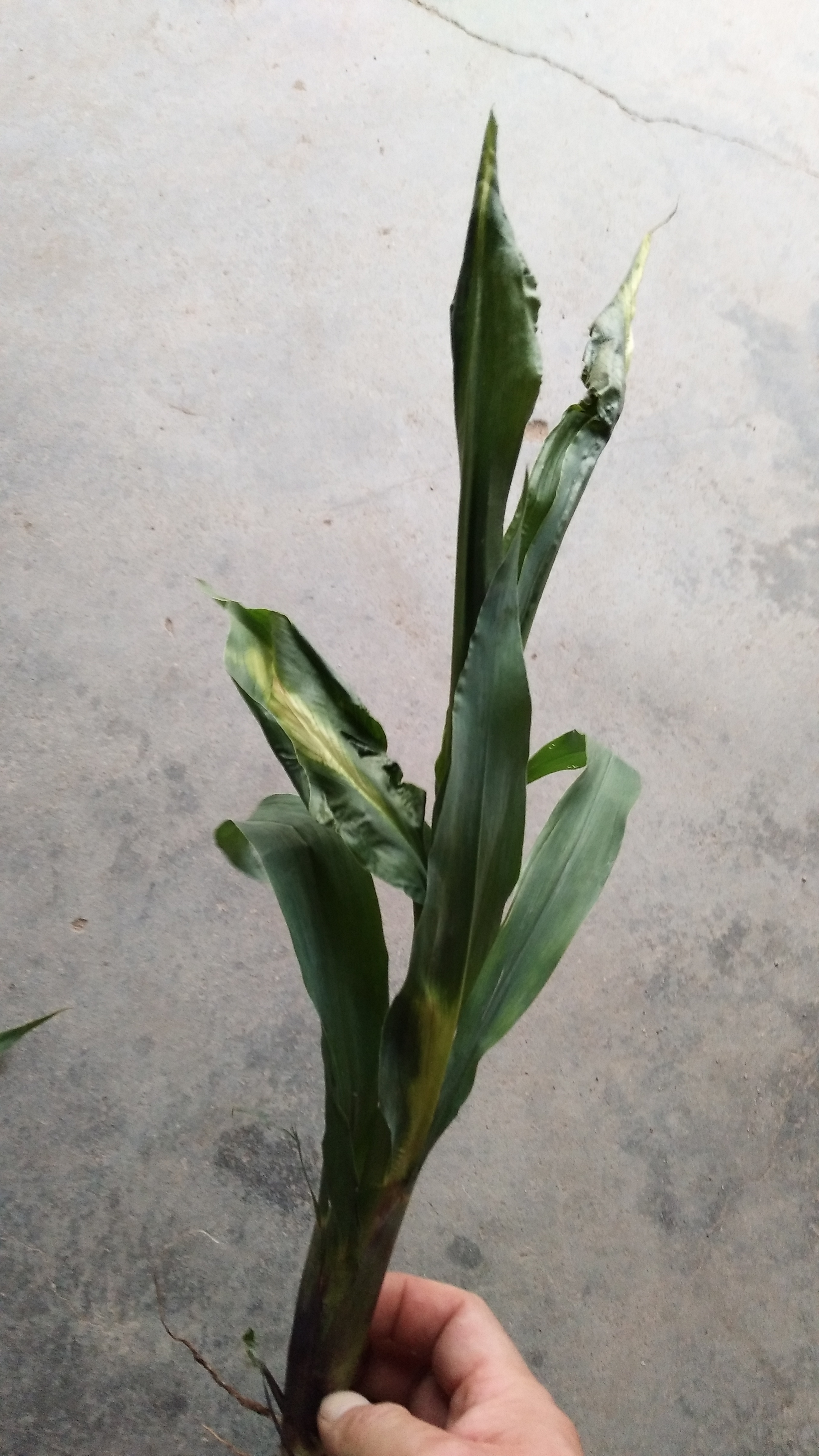 玉米烟嘧磺隆药害