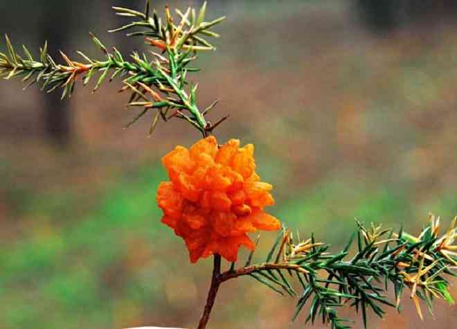 桧柏"黄花"开,锈病危害来