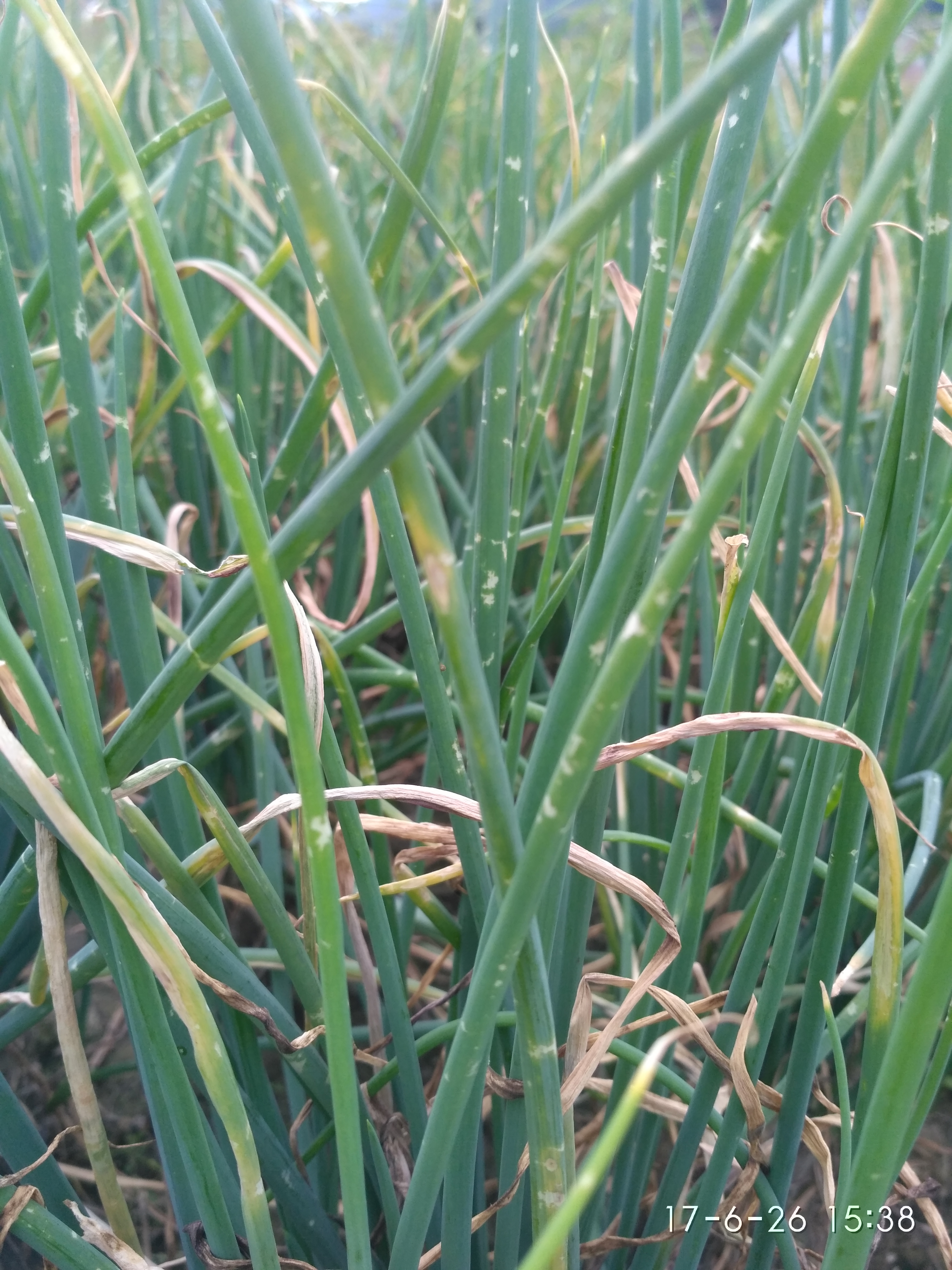 这个到底是不是葱霜霉病看也不是虫咬的