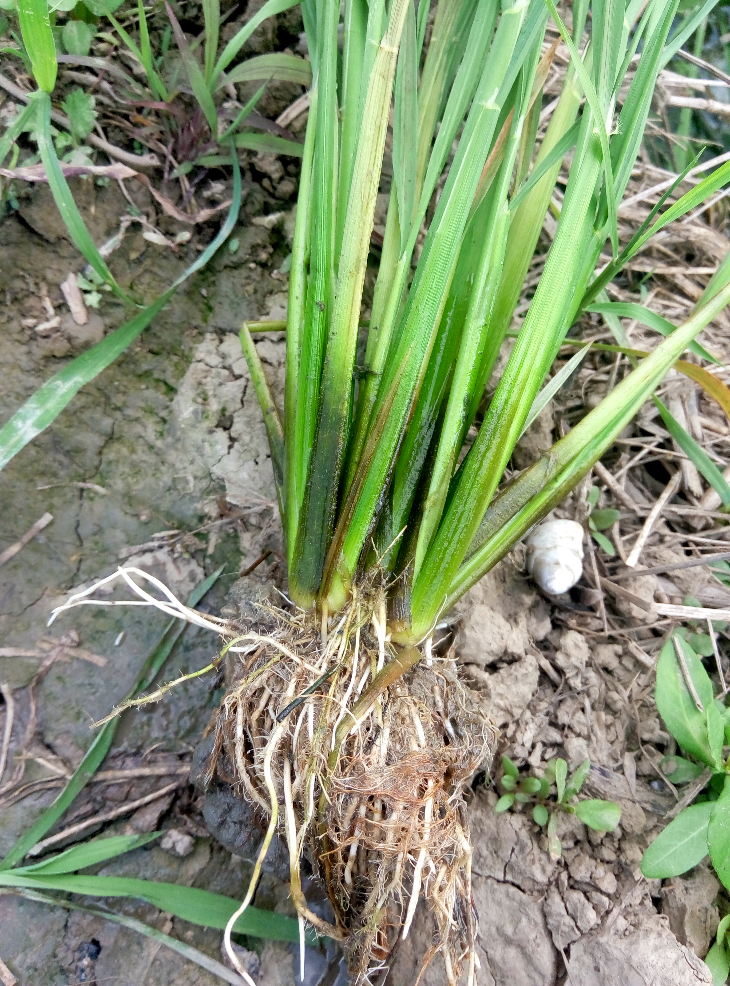 水稻秧苗根茎图片