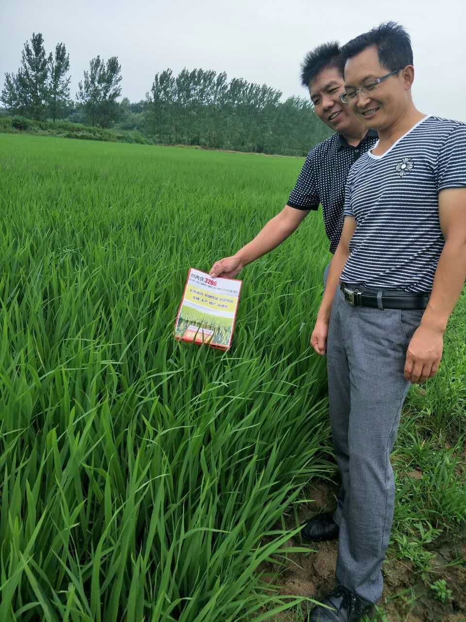 国审品种创两优3206