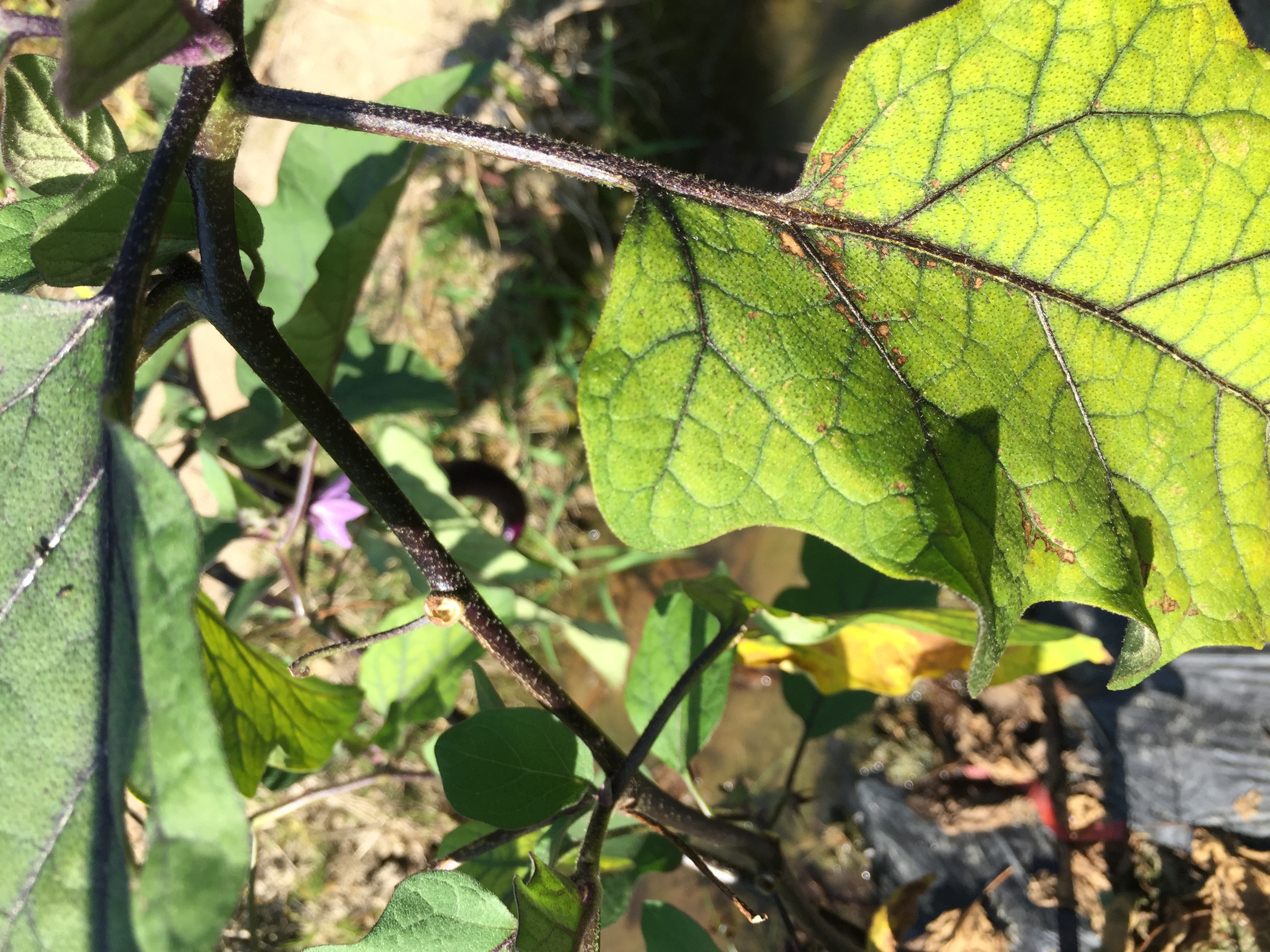 茄子病_植保技術_191農資人 - 農技社區服務平臺