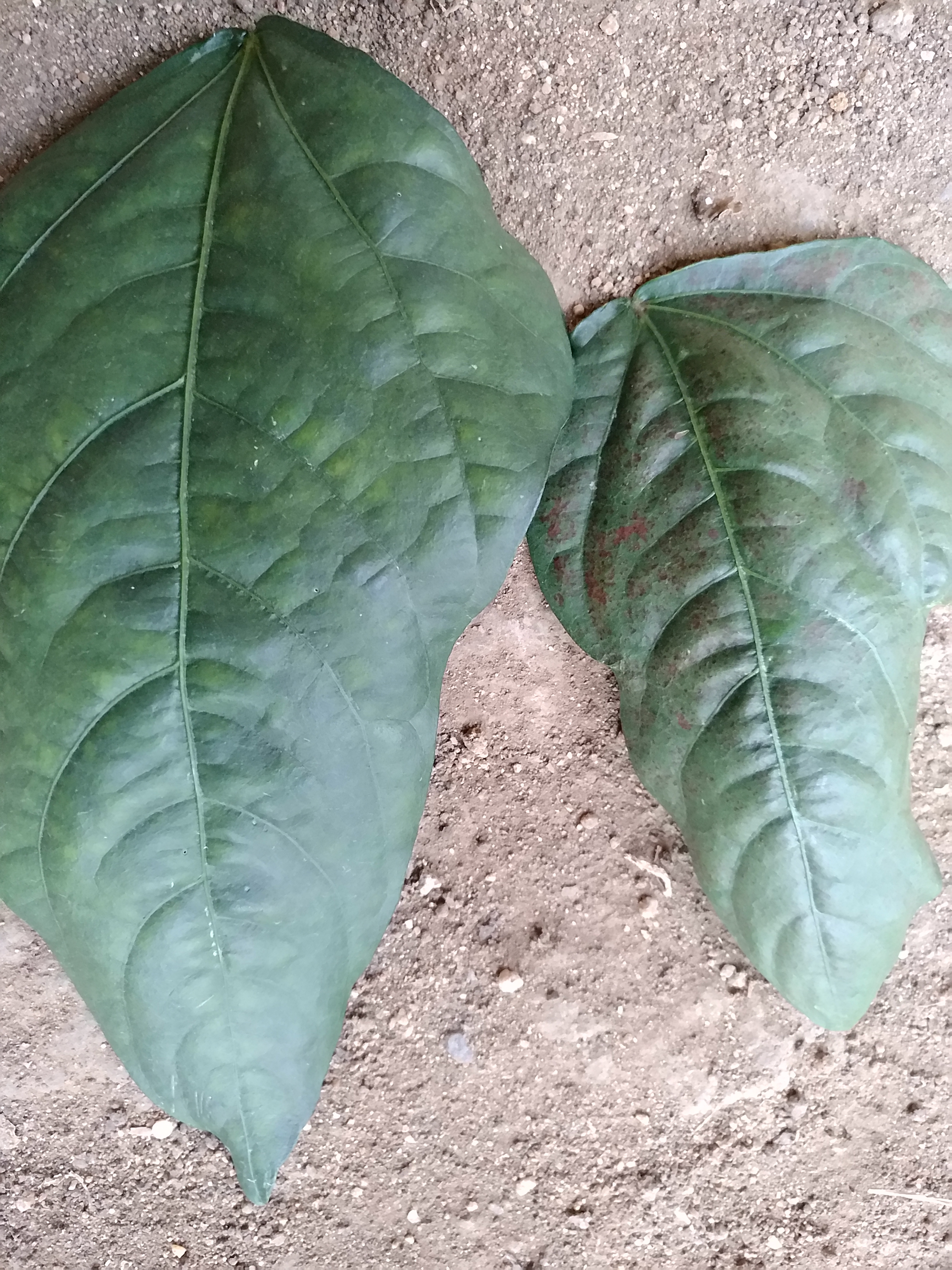 这是红蜘蛛吗?要是病的话老师们用什药?老师们多给几药名字谢谢了