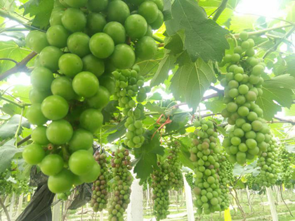 水溶肥在葡萄上的使用效果—以色列拉姆拉特种水溶肥