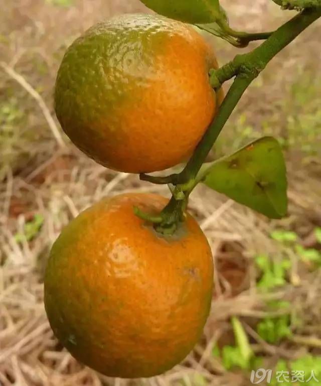 三板斧有效阻击无药可医的柑橘黄龙病!