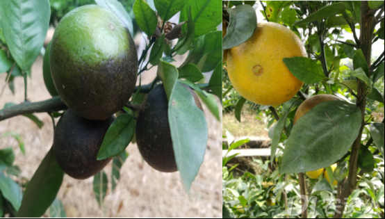 夏秋季柑橘锈瘿螨识别与防控