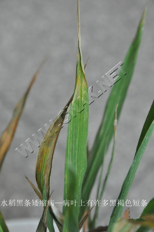 水稻黑条矮缩病