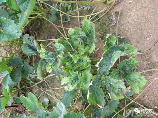 关于草莓病毒病最真实的图文显现