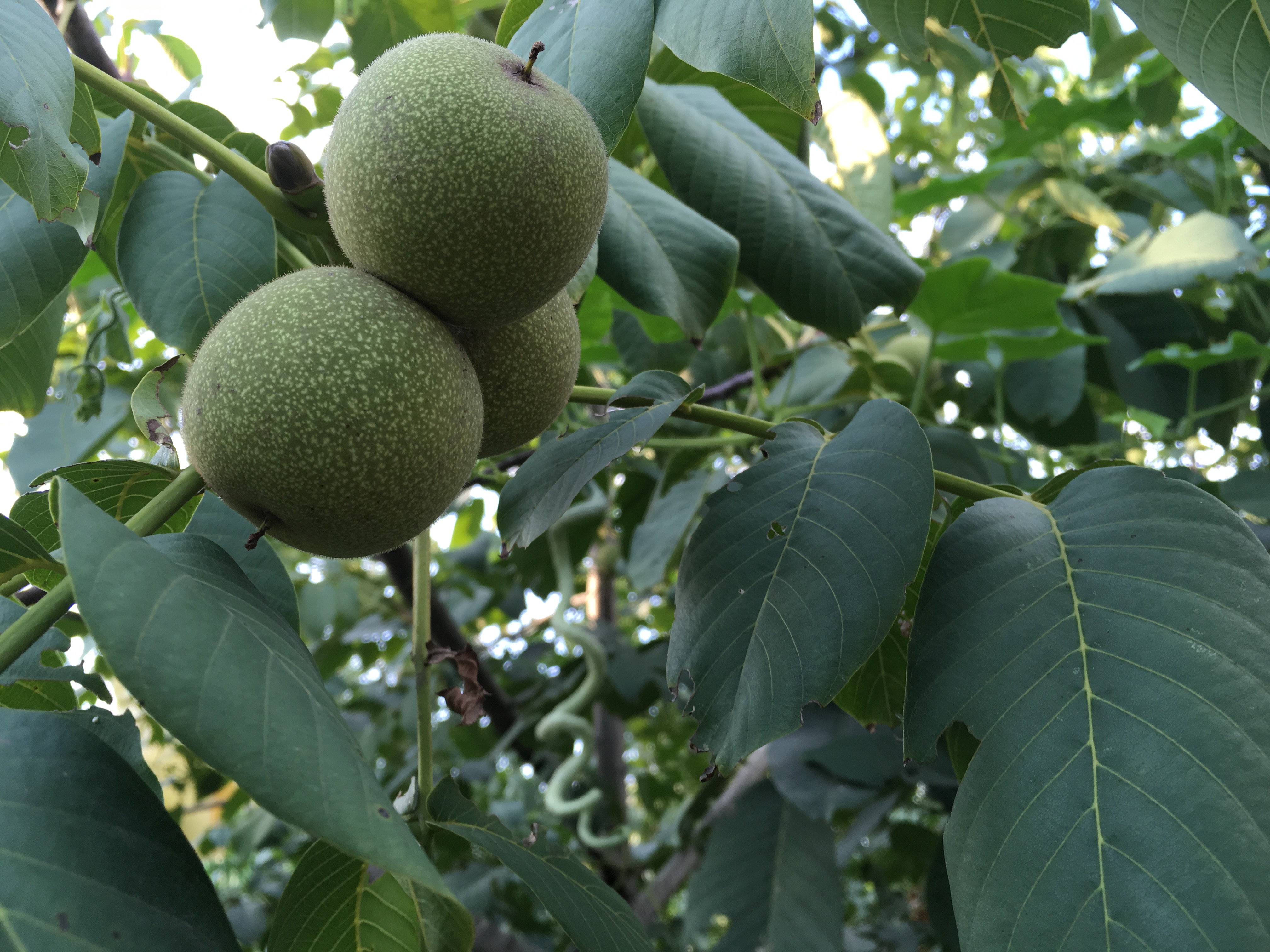 印象夏天核桃树下