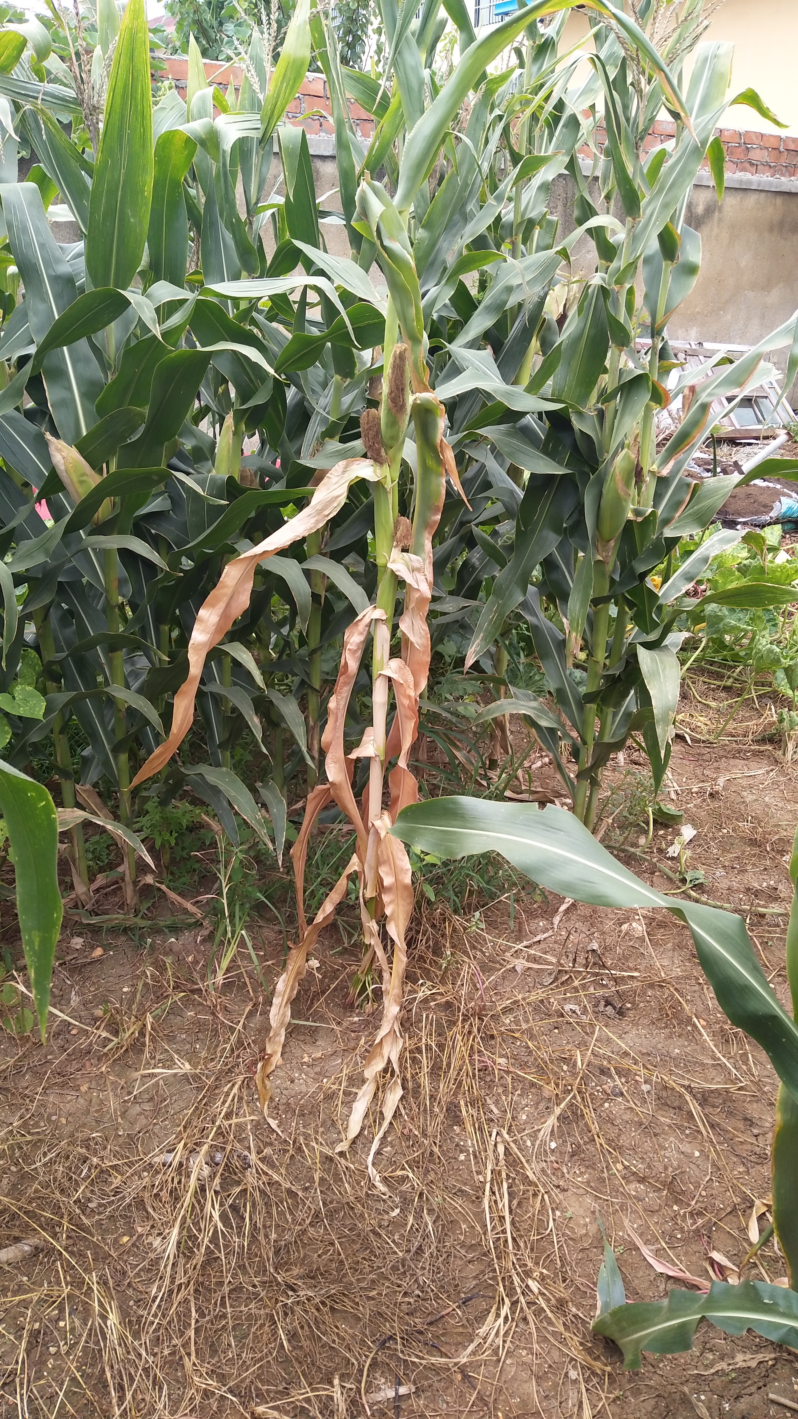 玉米草甘膦药害