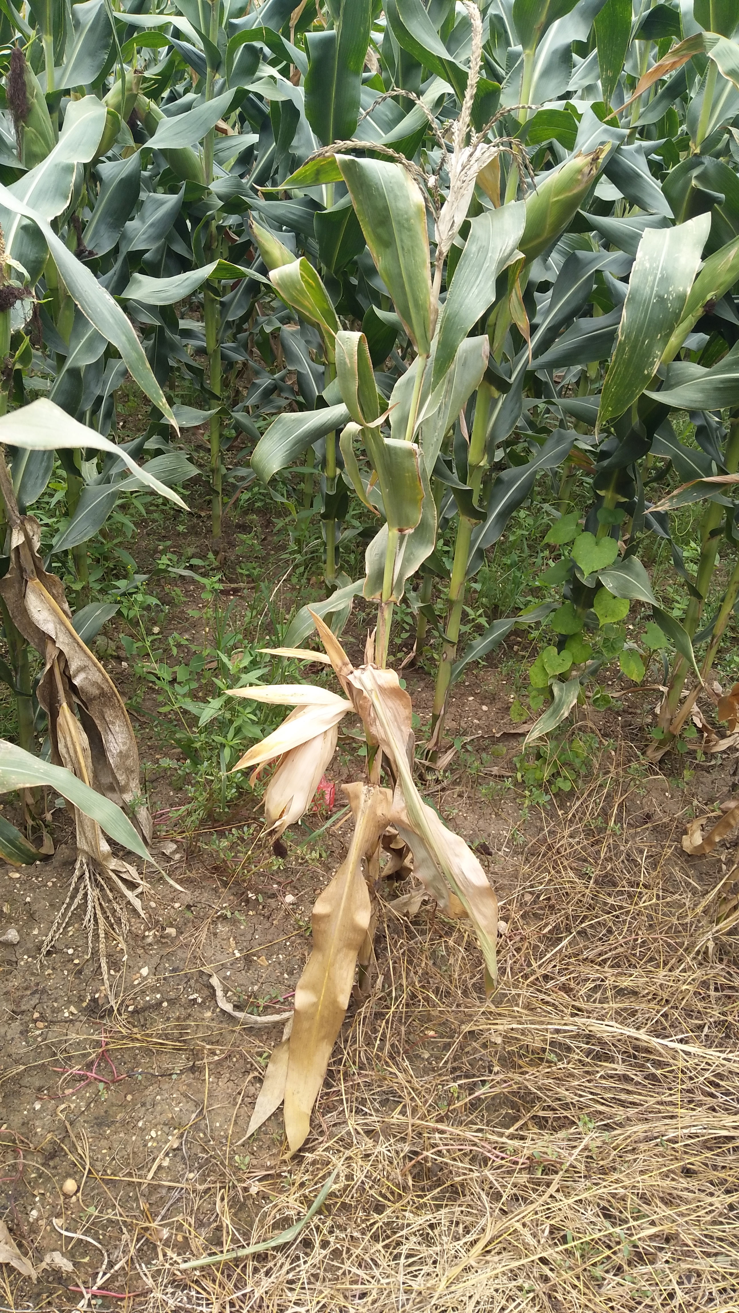 玉米草甘膦药害