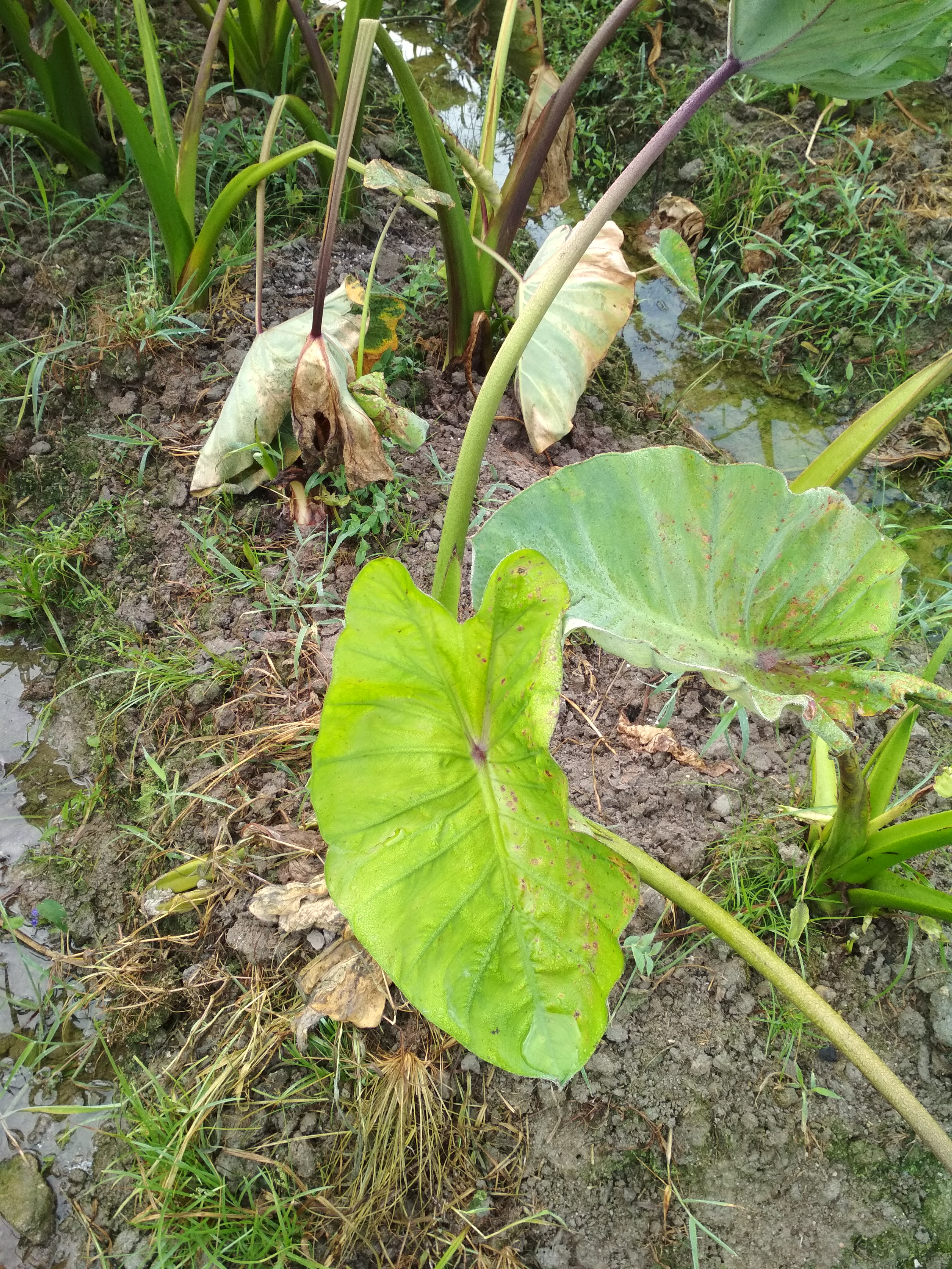 大家看看這是芋頭什麼病