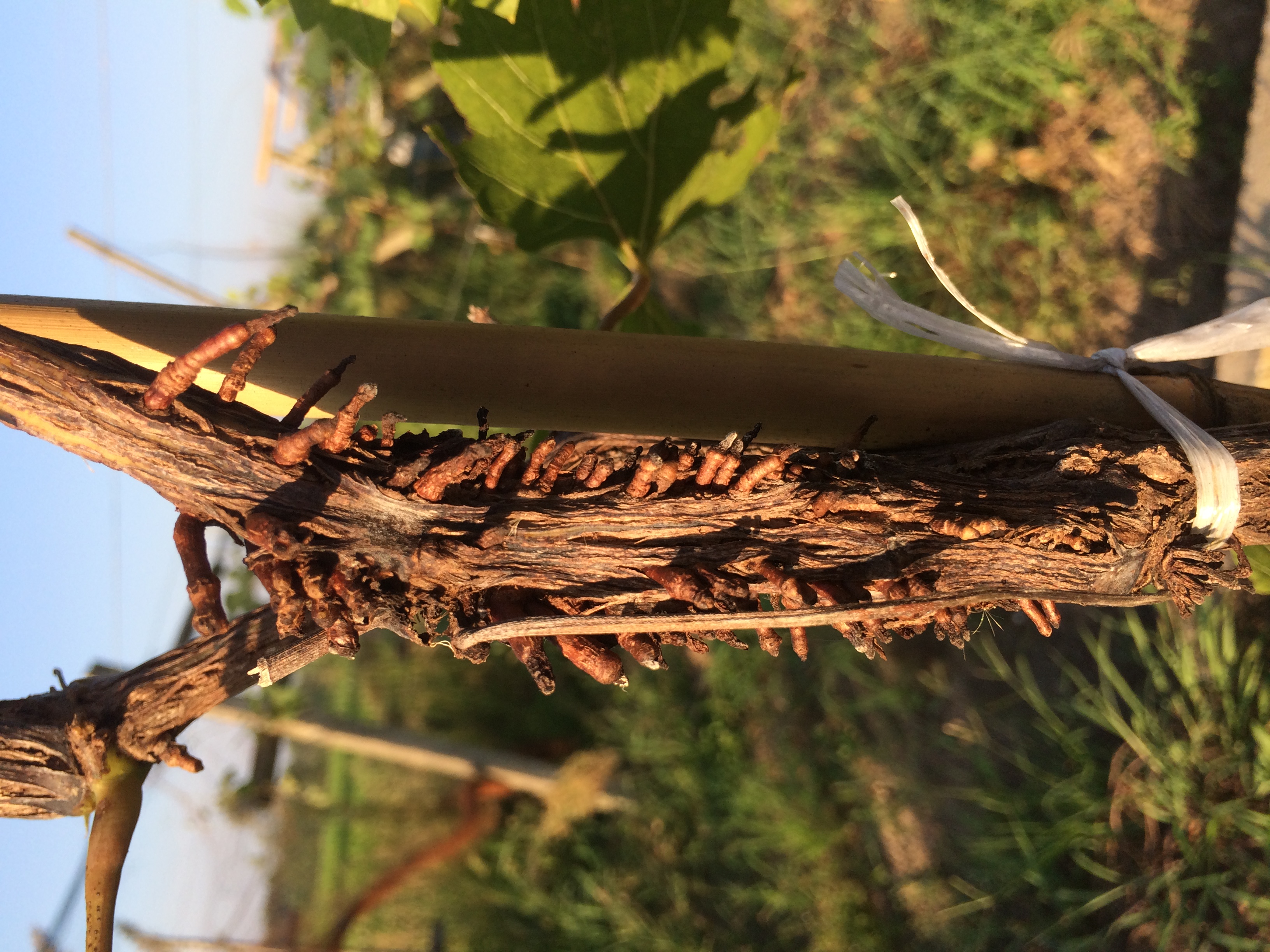 葡萄全是气生根还死树为什么