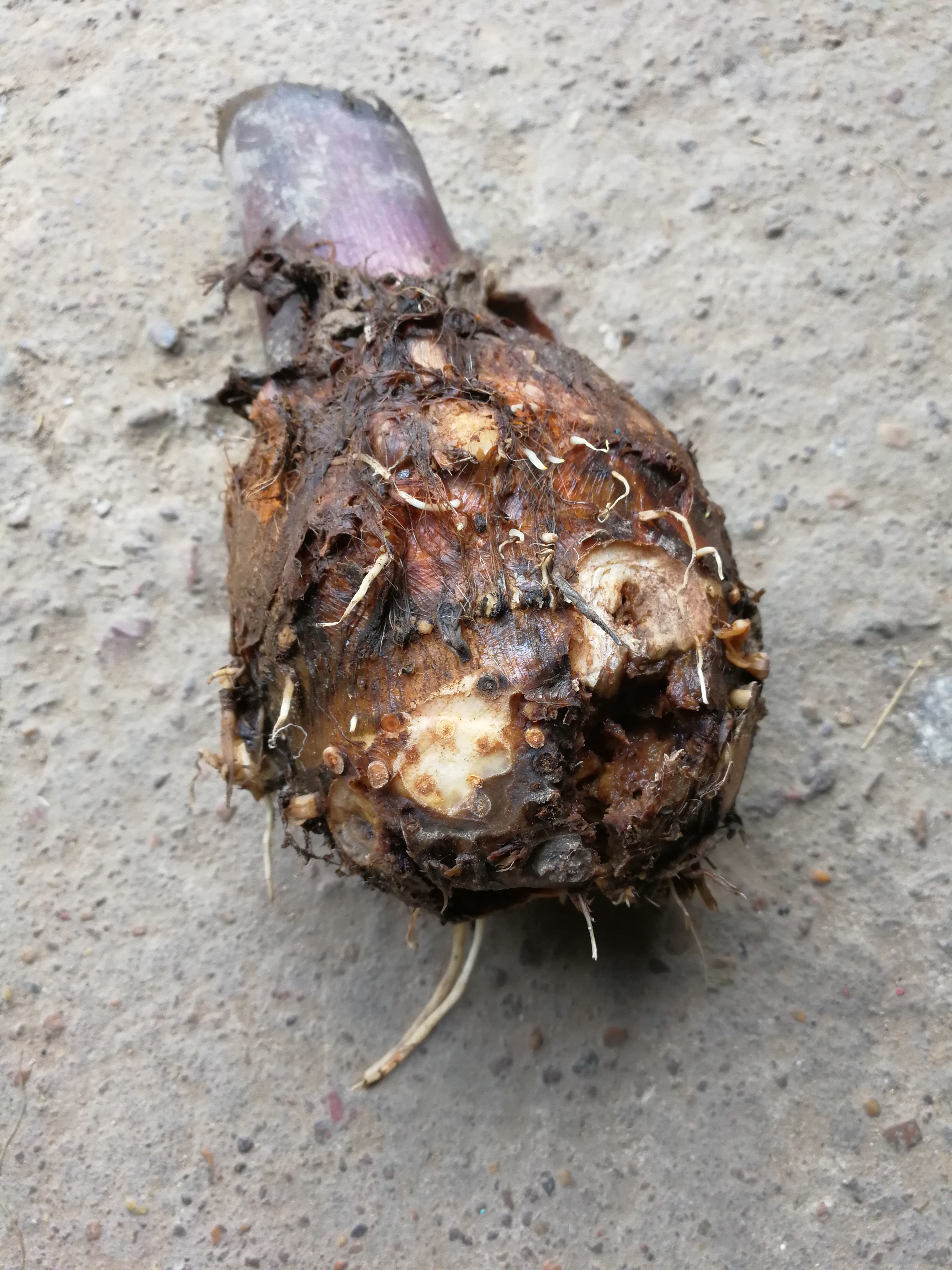 芋头烂成这样什么问题怎么办