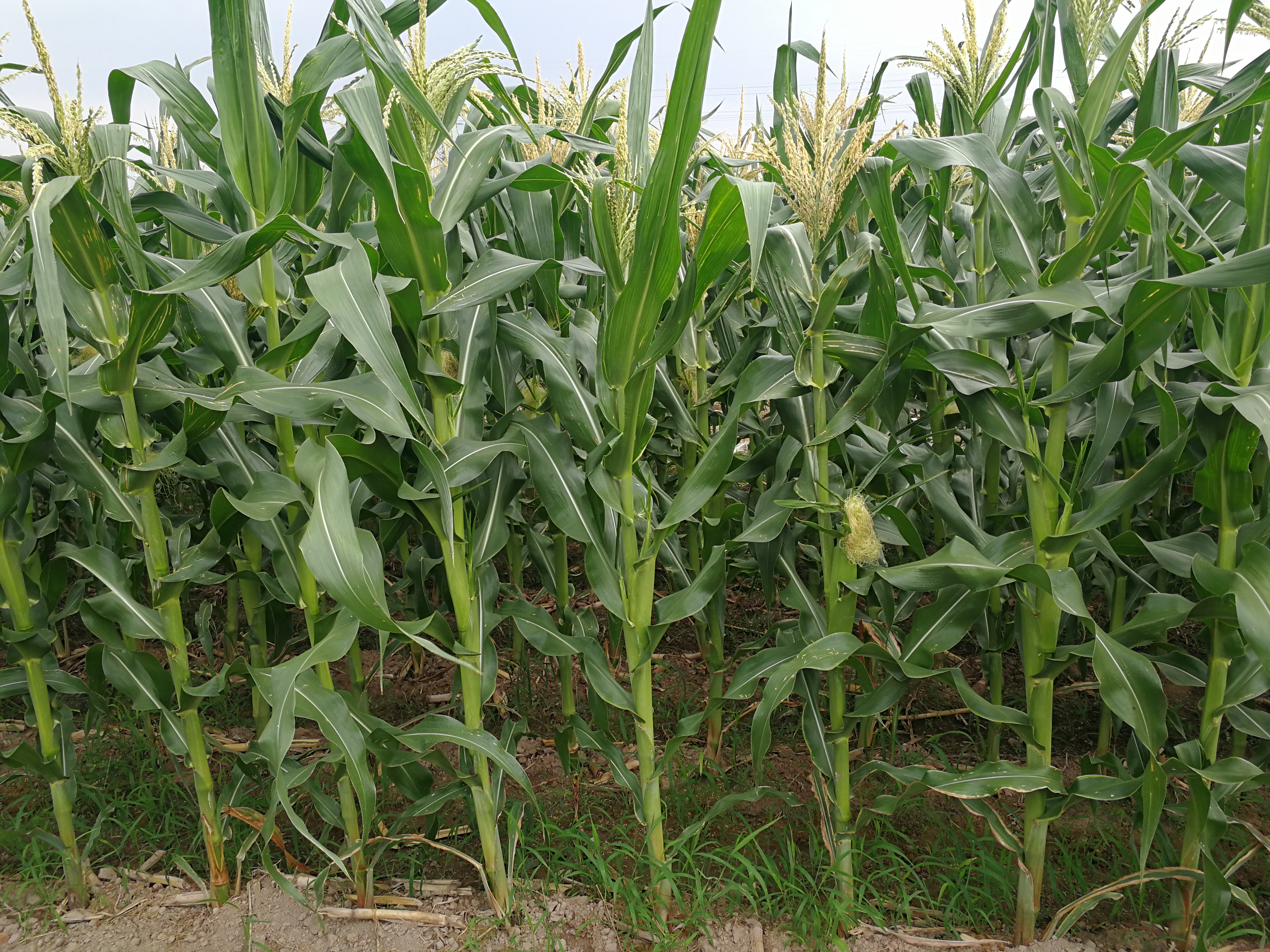 玉米穗大部分抽不上来什么原因怎么办