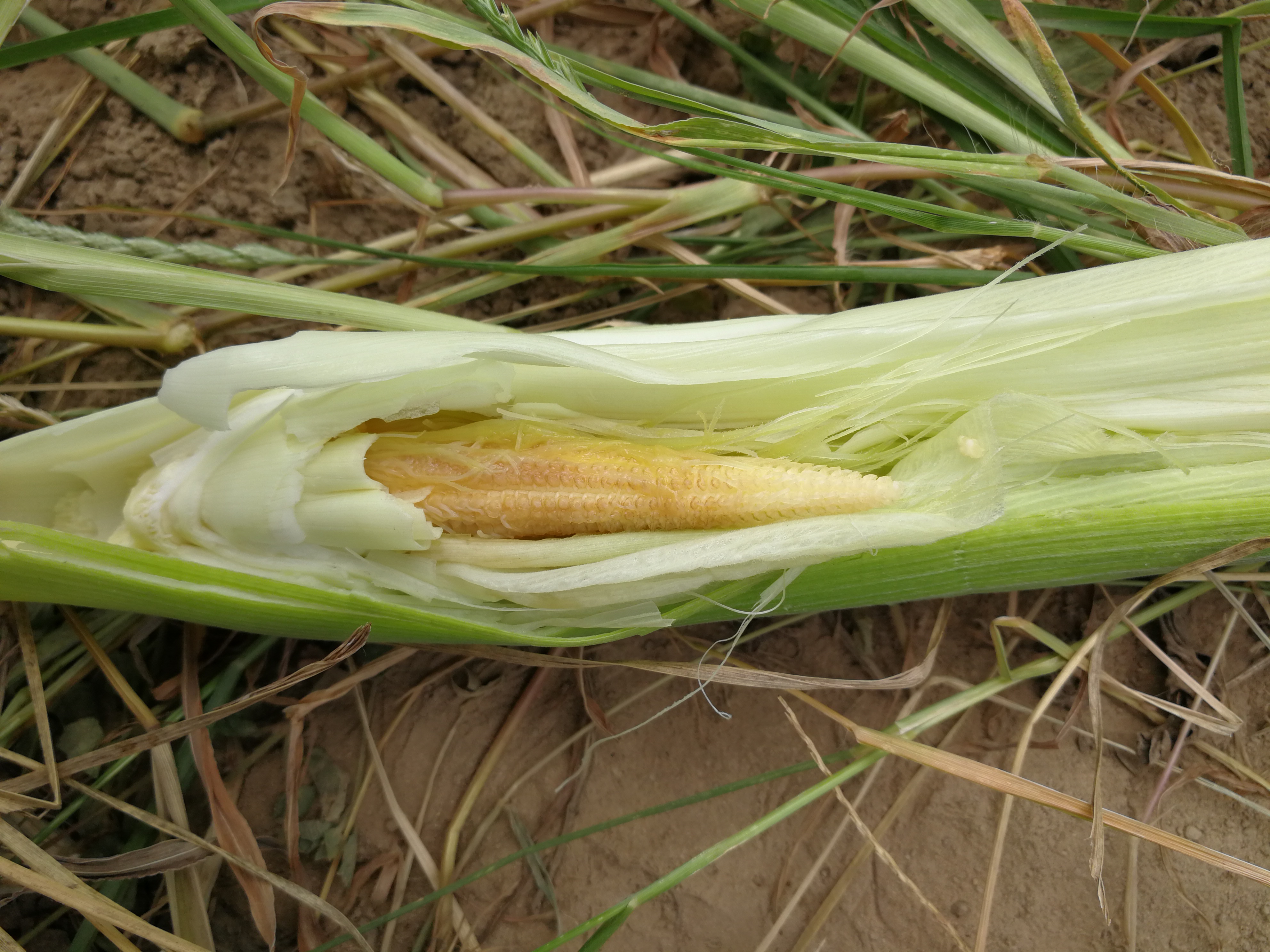 玉米穗大部分抽不上来什么原因怎么办