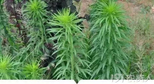 农村儿时常见却叫不上名字的植物,你认识吗?(第二期)