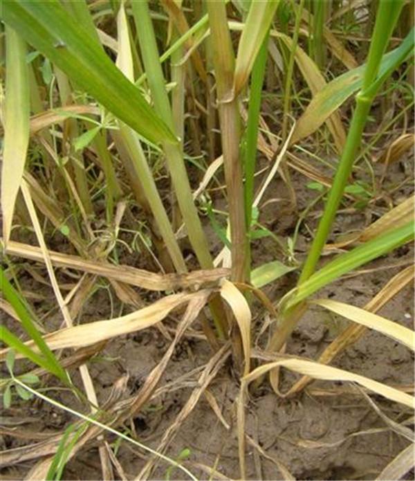 小麦纹枯病是什么?小麦土传病害怎么治