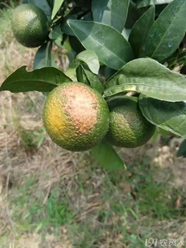 高温慎用,不得不防_植保技术_191农资人 - 农技社区服务平台