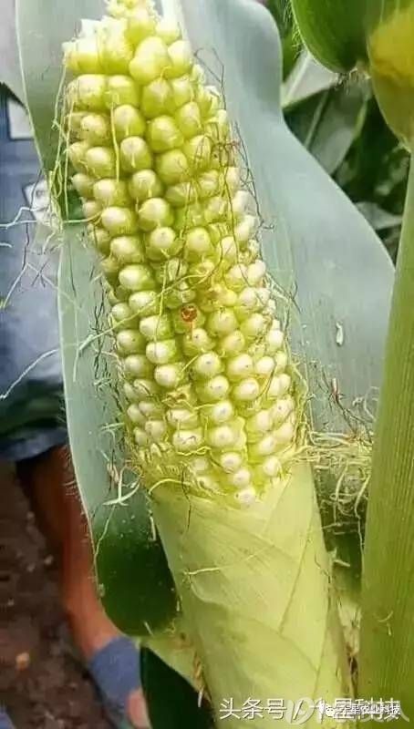 ",果穗籽粒裸露外,七大原因全面分析关于三唑类杀菌剂可能性的原因,也