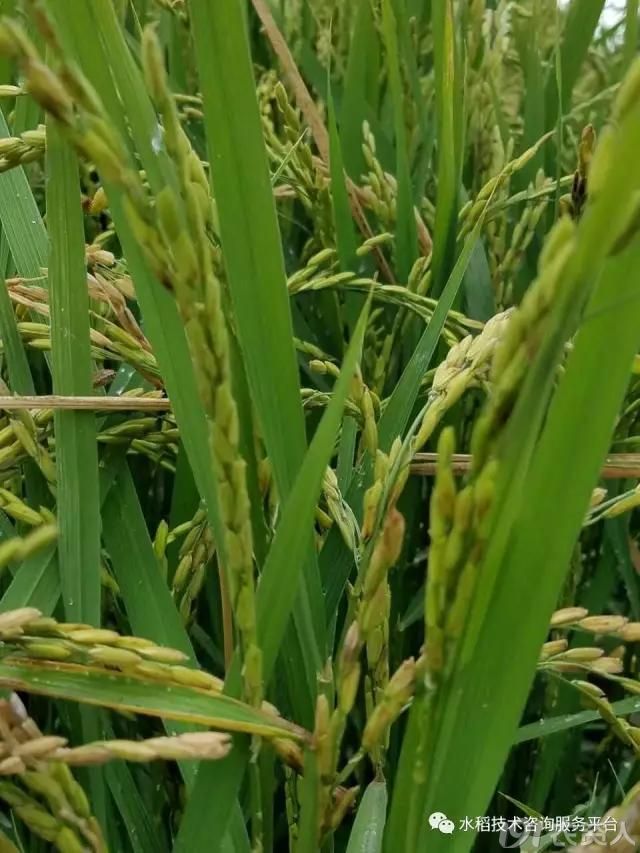 水稻褐变穗产生的原因及防治措施(转)