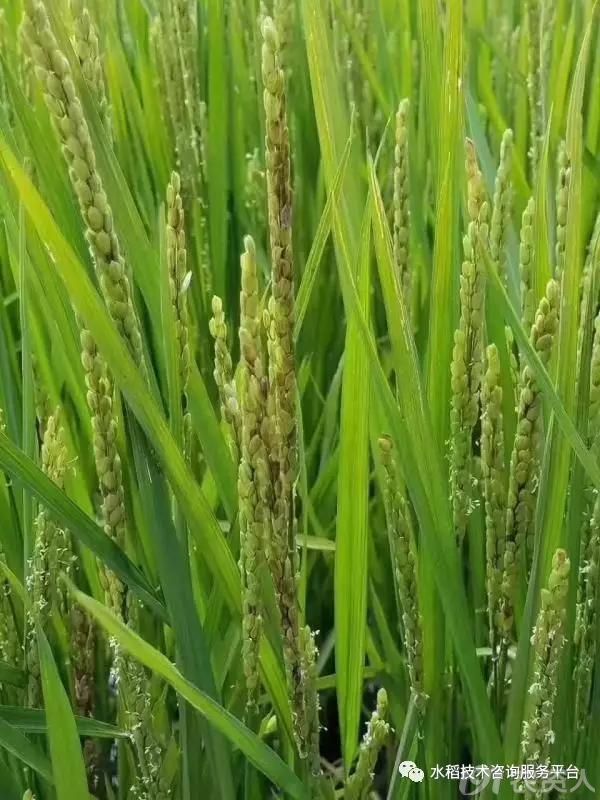 水稻褐变穗产生的原因及防治措施(转)