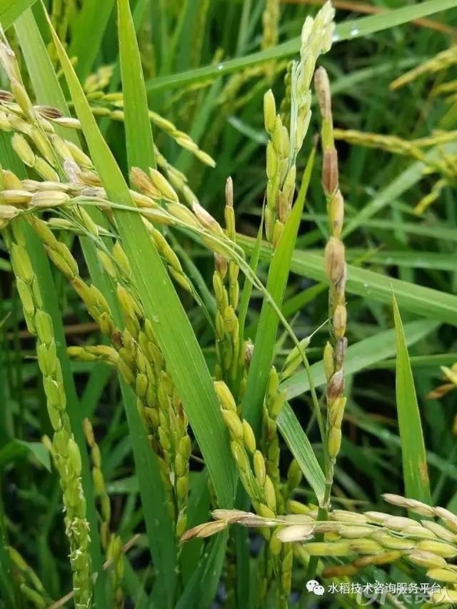 水稻褐变穗产生的原因及防治措施(转)