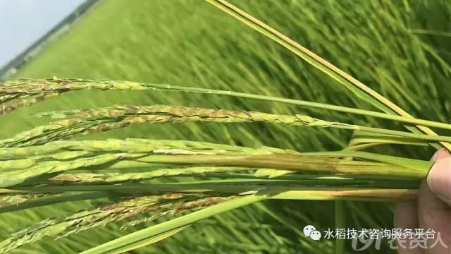 水稻褐变穗产生的原因及防治措施(转)