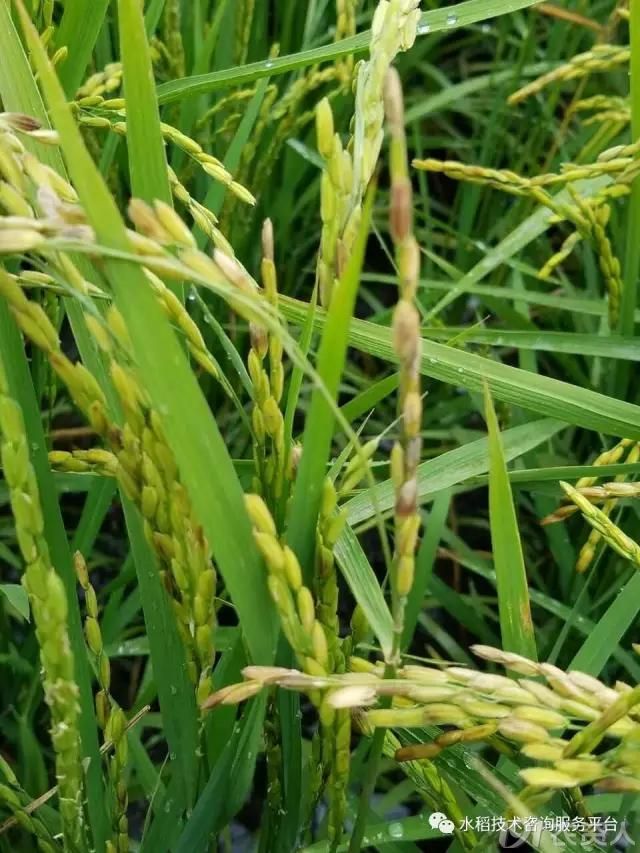 水稻褐变穗产生的原因及防治措施(转)